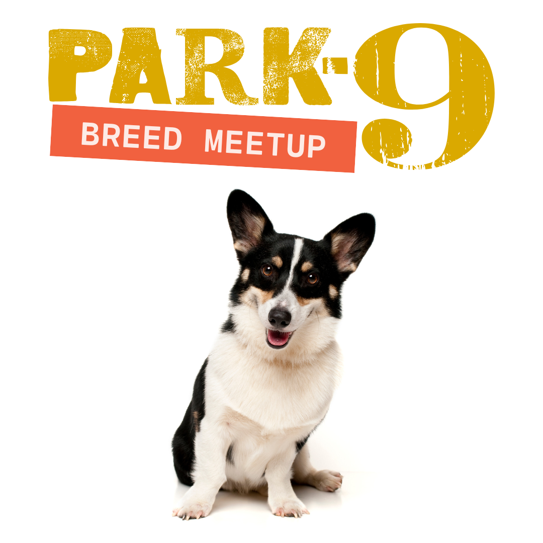 Everett Corgi Meetup