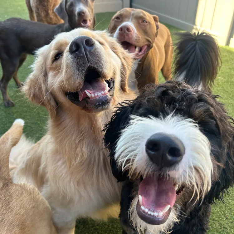 International Dog Day at Park-9