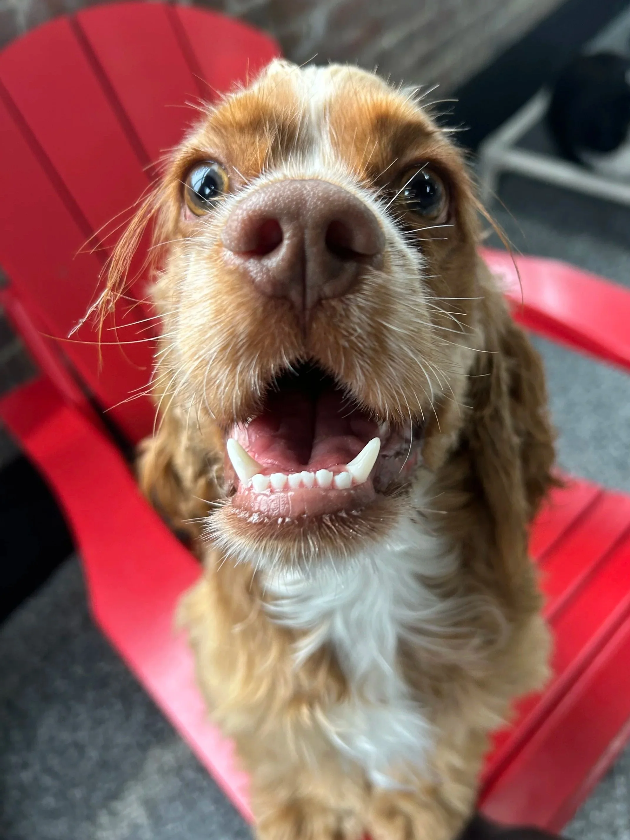 Cavalier King Charles/Spaniels Meetup