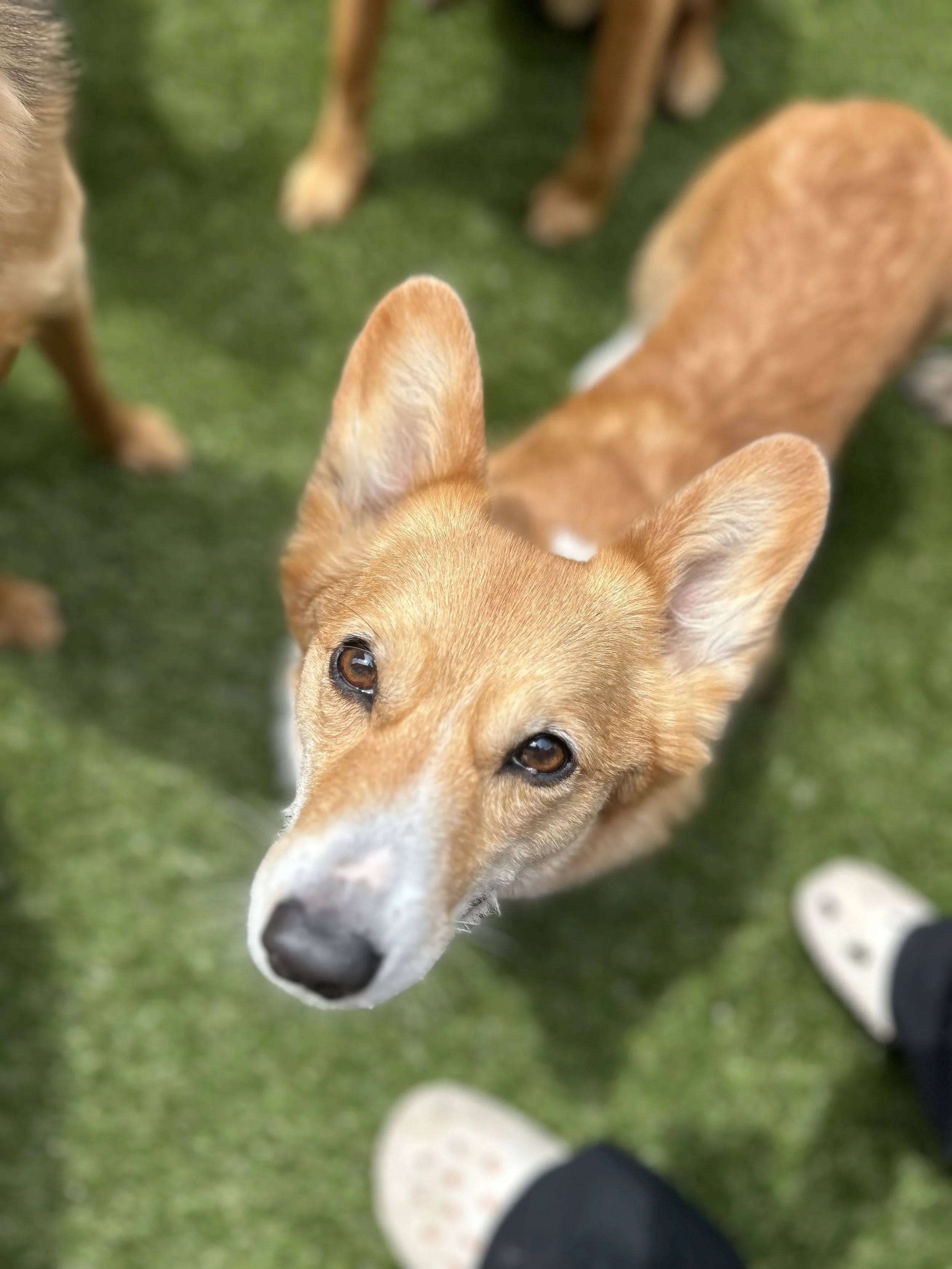 Everett Corgi Meetup