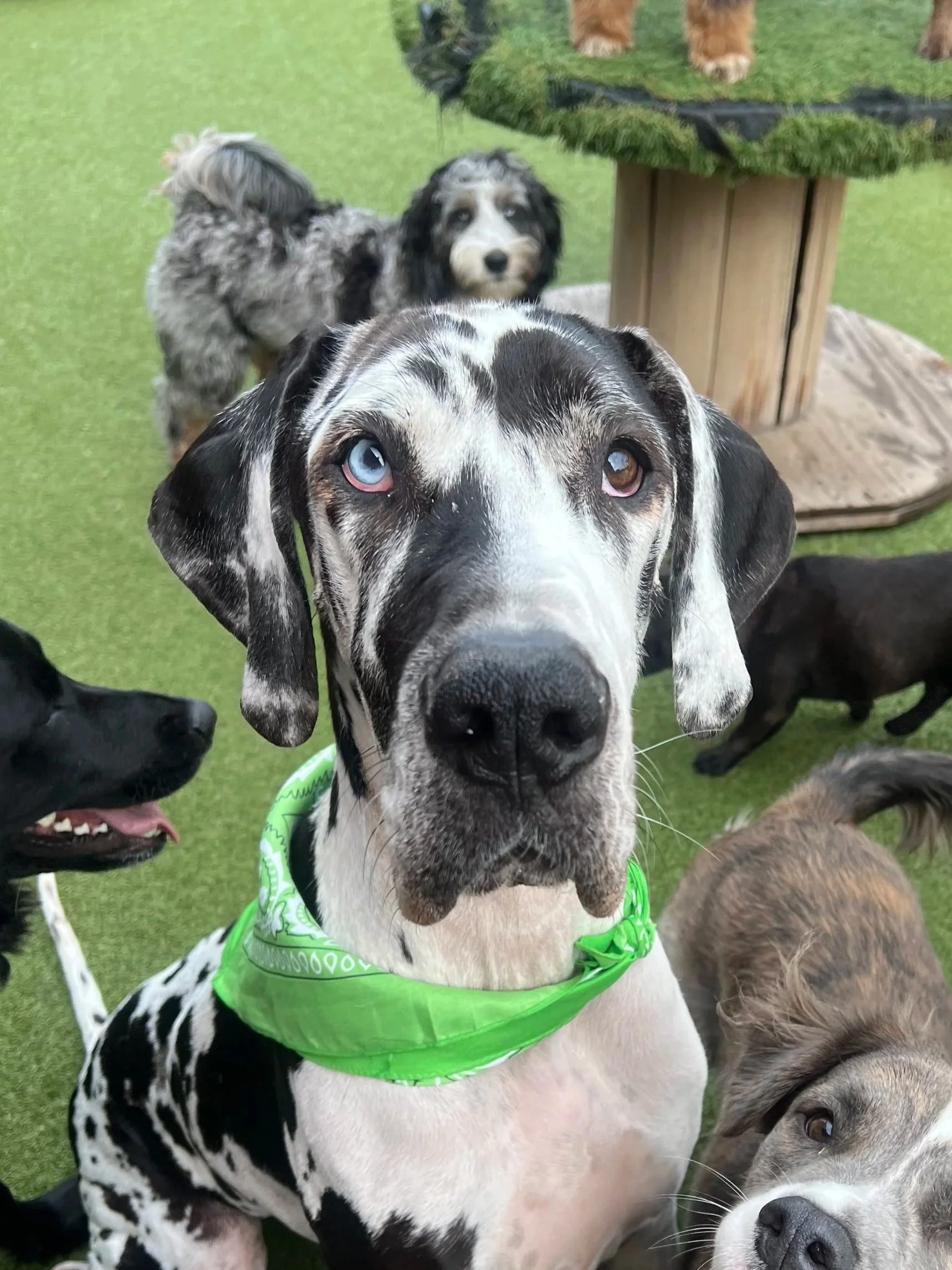 Big Dog Meetup