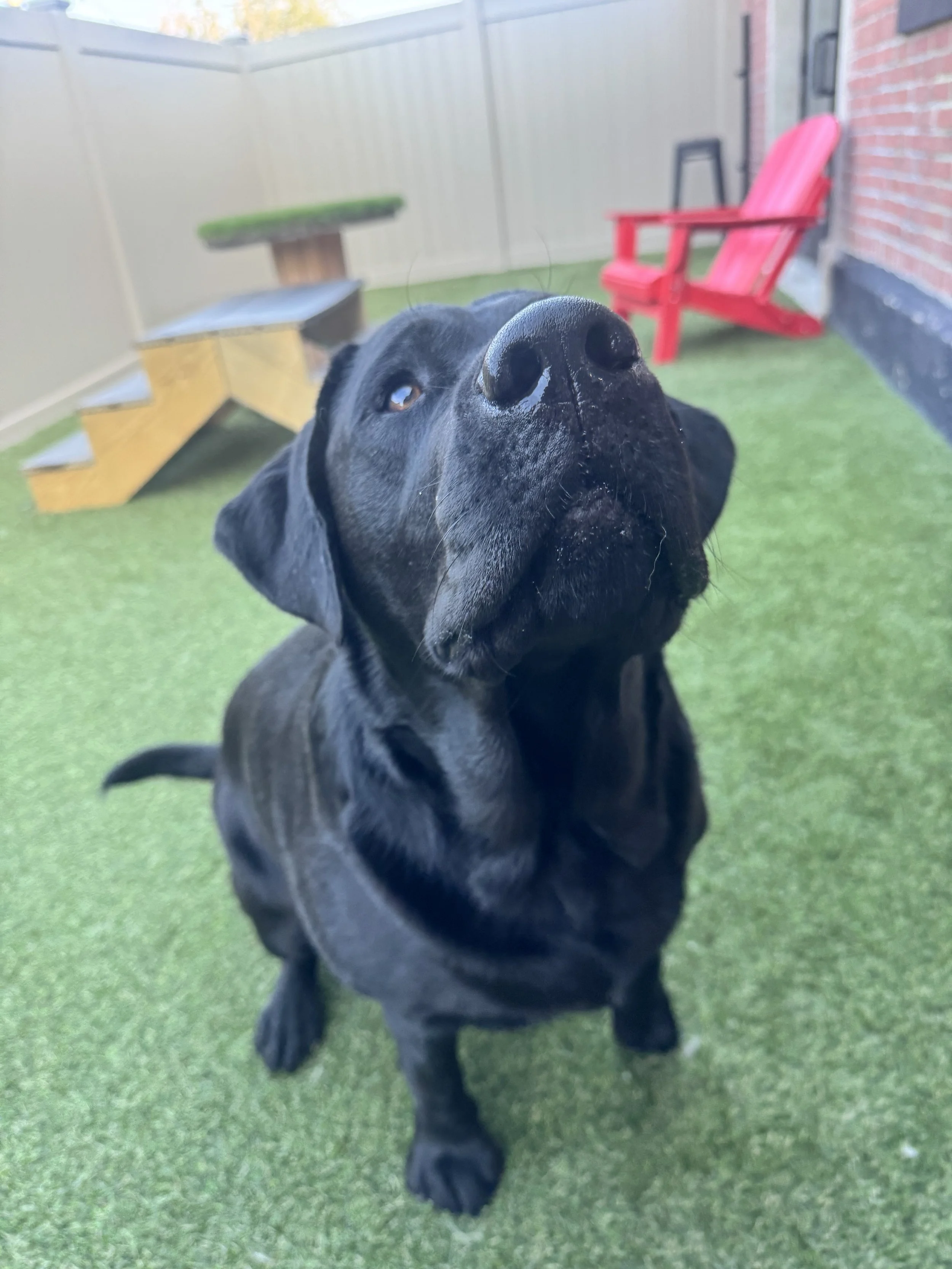 Lab Meetup + Dogs for better lives fundraiser