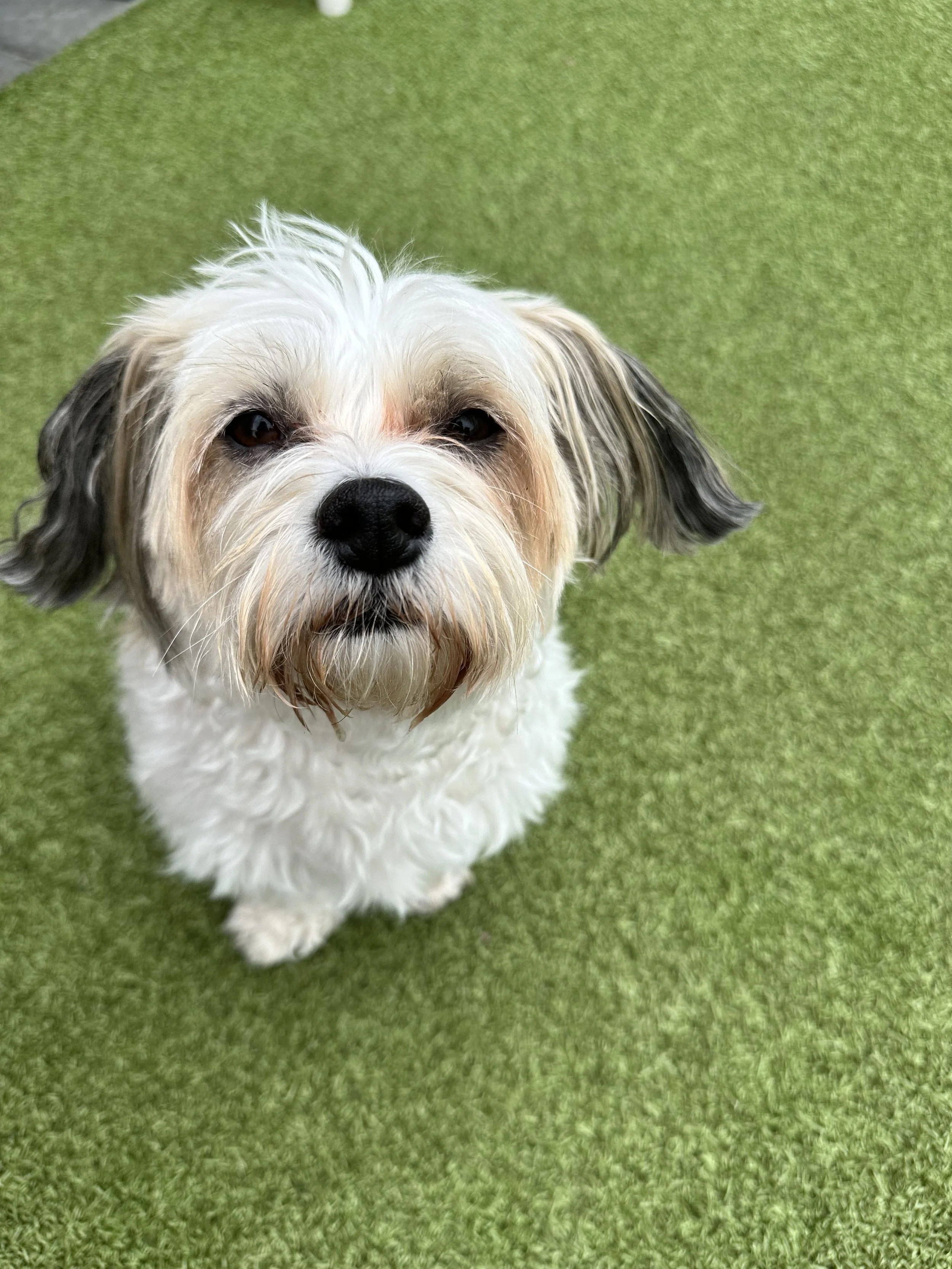 Havanese Meetup