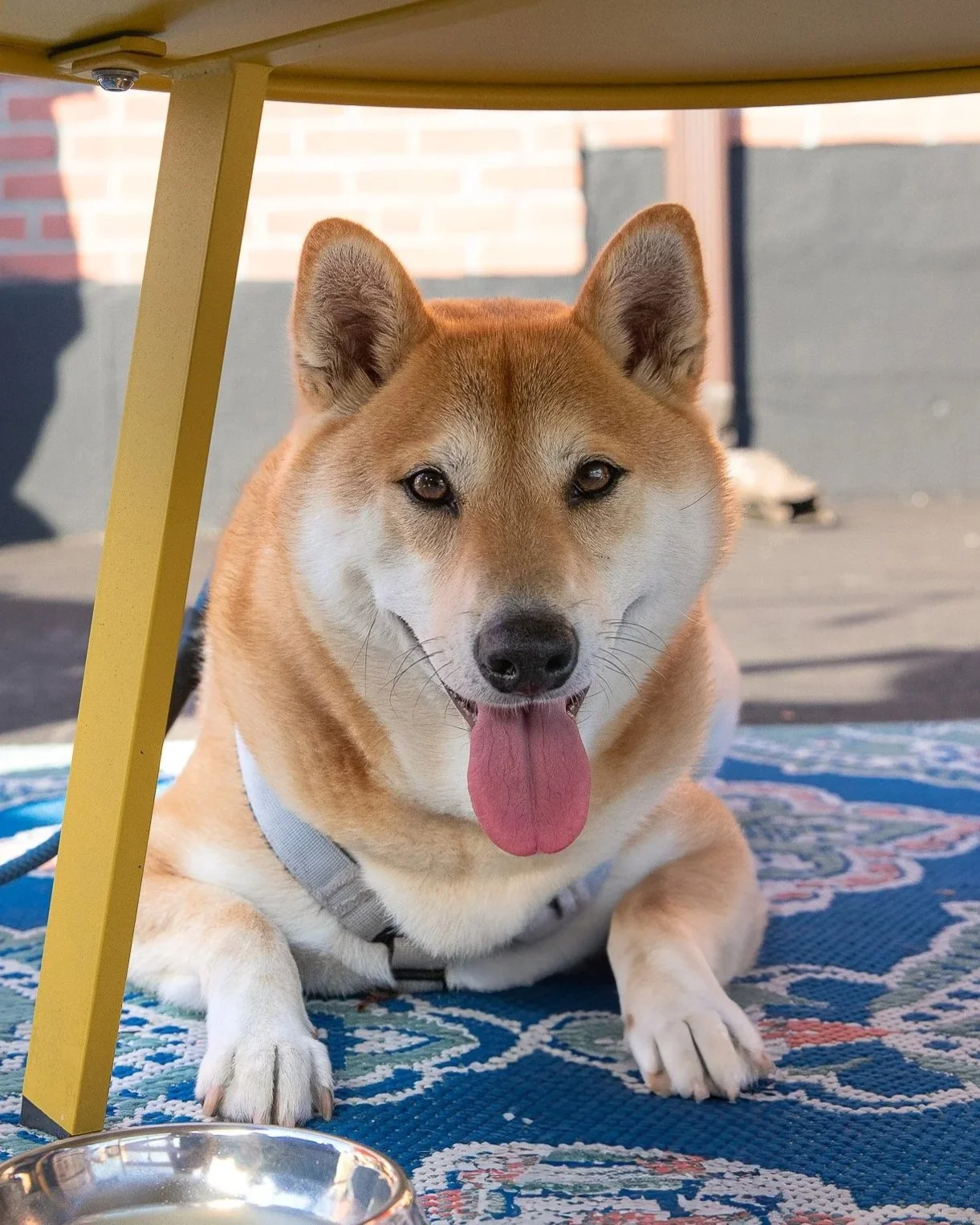 Shiba Inu Meetup