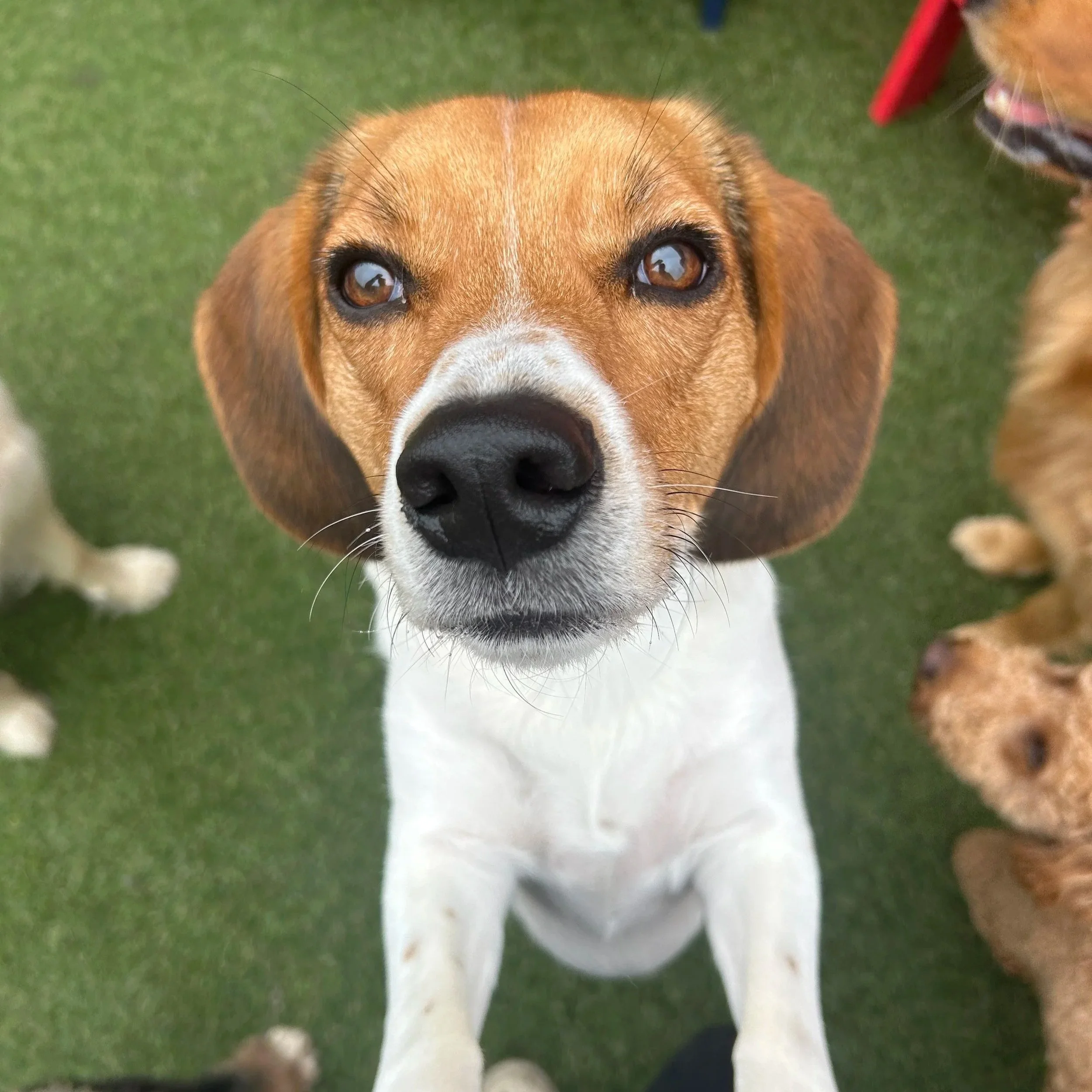 Hound Meetup