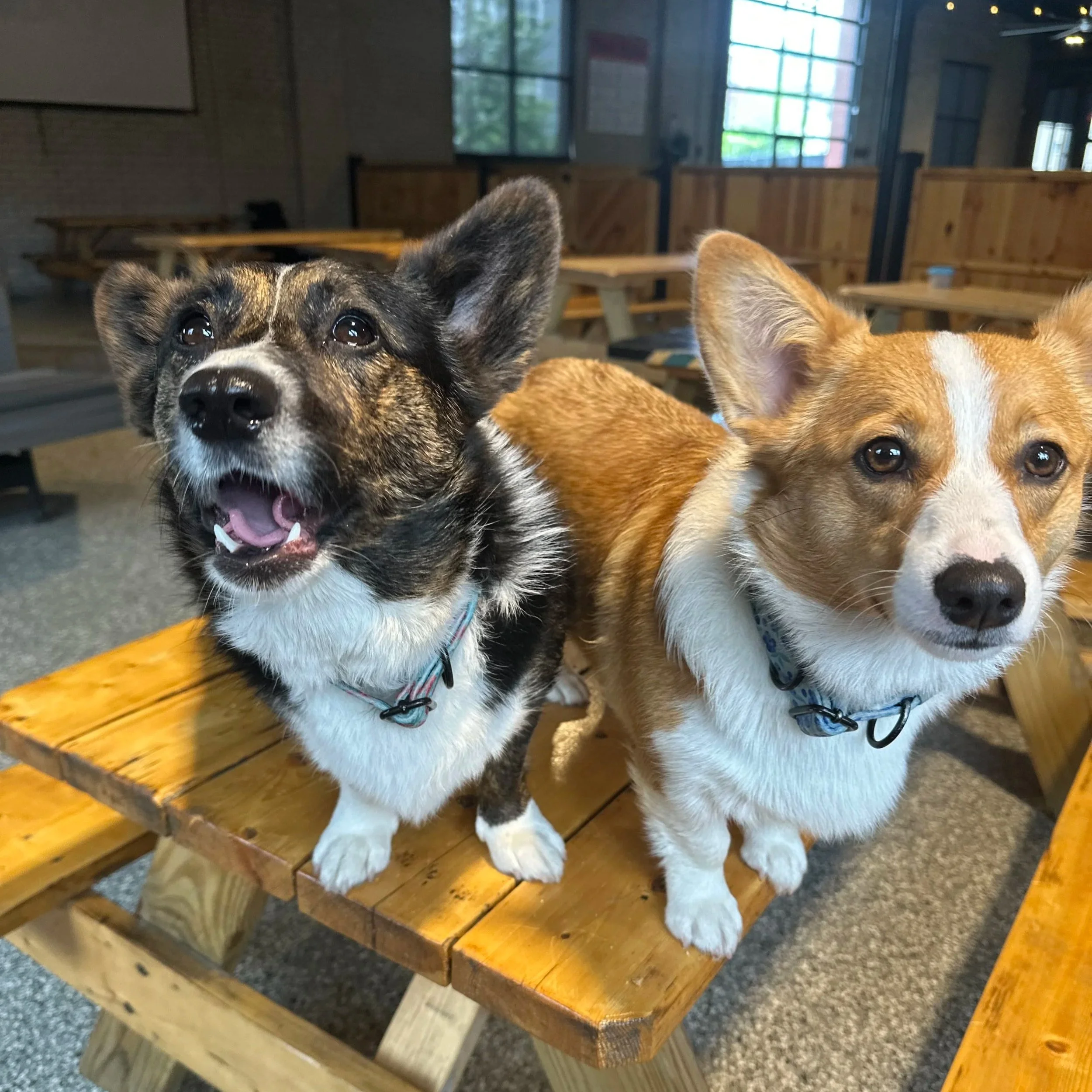 Corgi Halloween Costume Meetup
