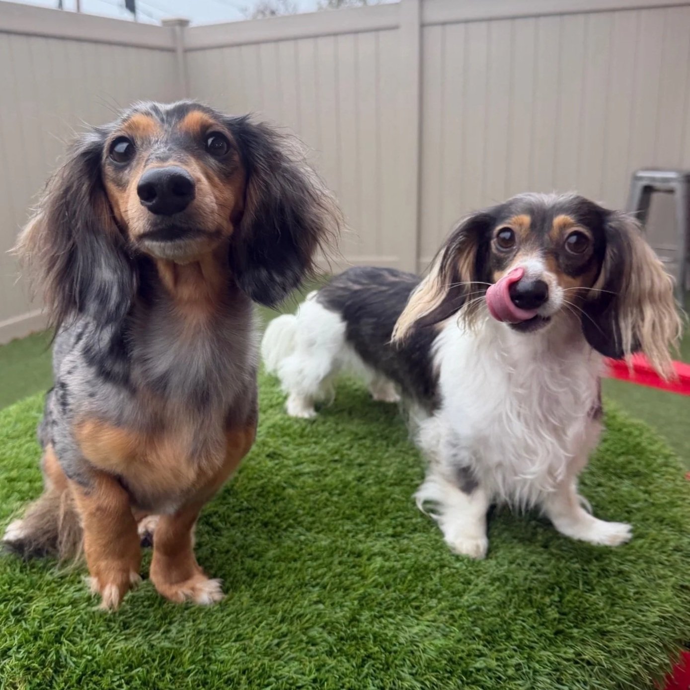 Dachshund Meet Up