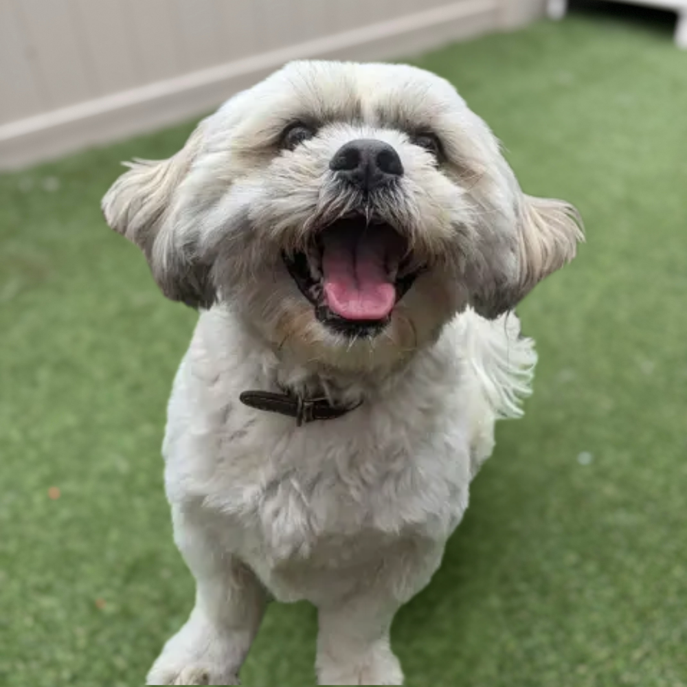 Snuggle Your Shih Tzu Meet - Up