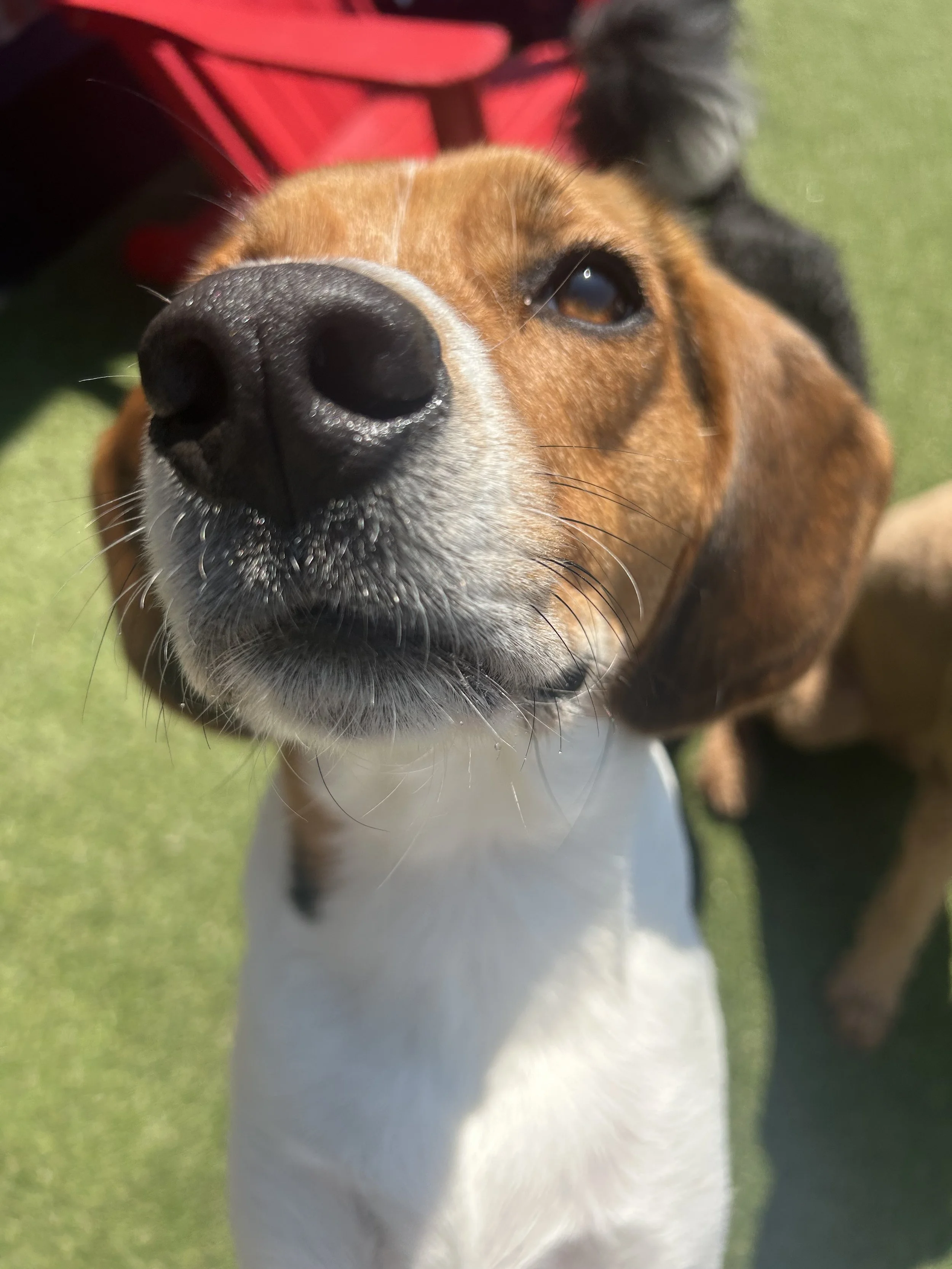 Dogs With Food Names Meet - Up