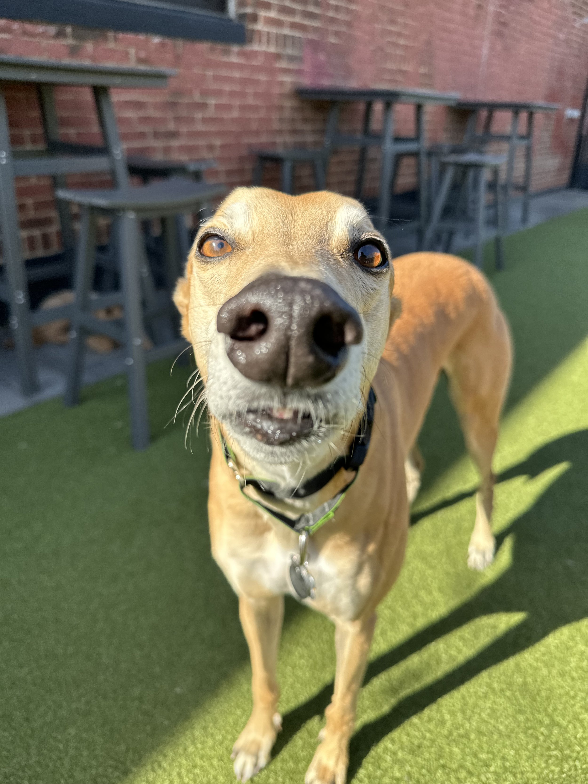 Greyhounds & Whippets in Sweaters Meet - Up