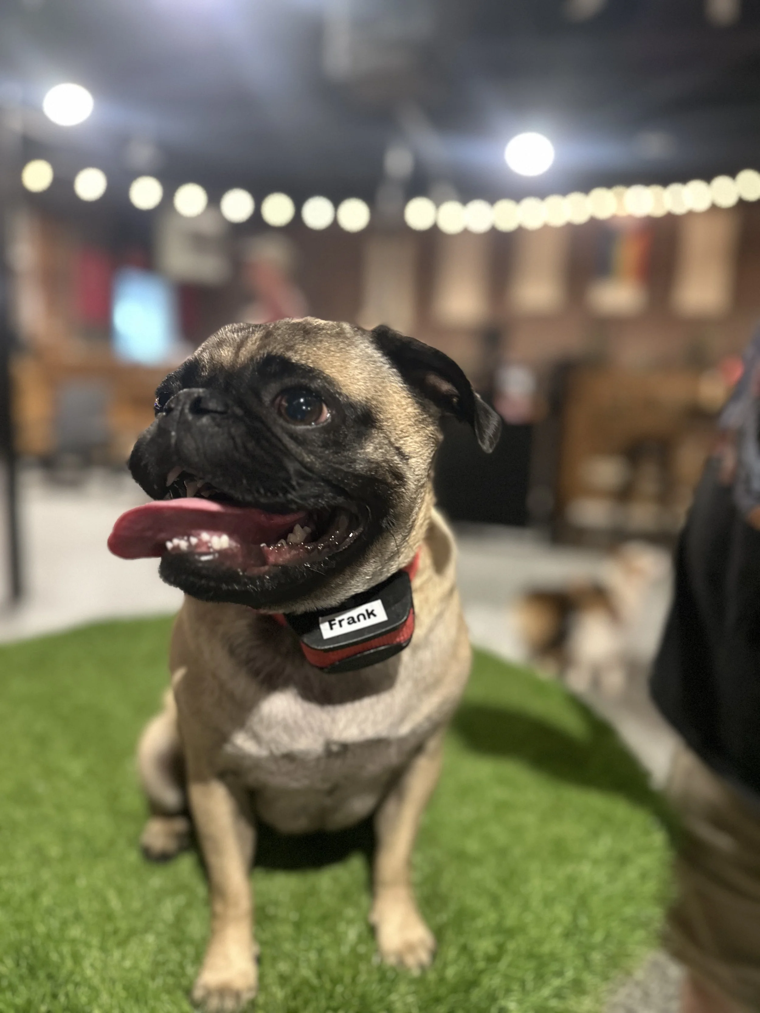 Hug Your Pug Meet-Up