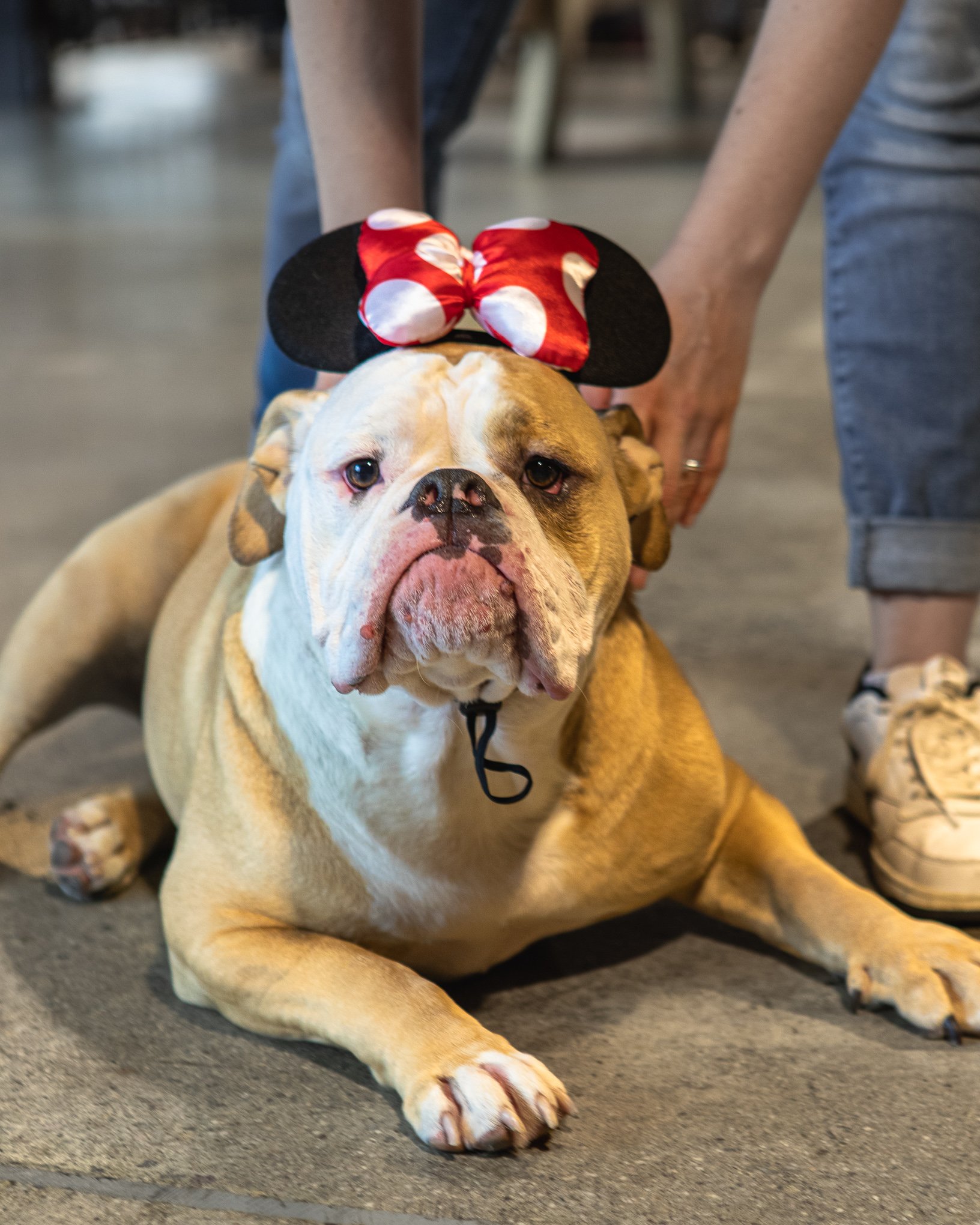 Disney Princess Themed Trivia - Everett