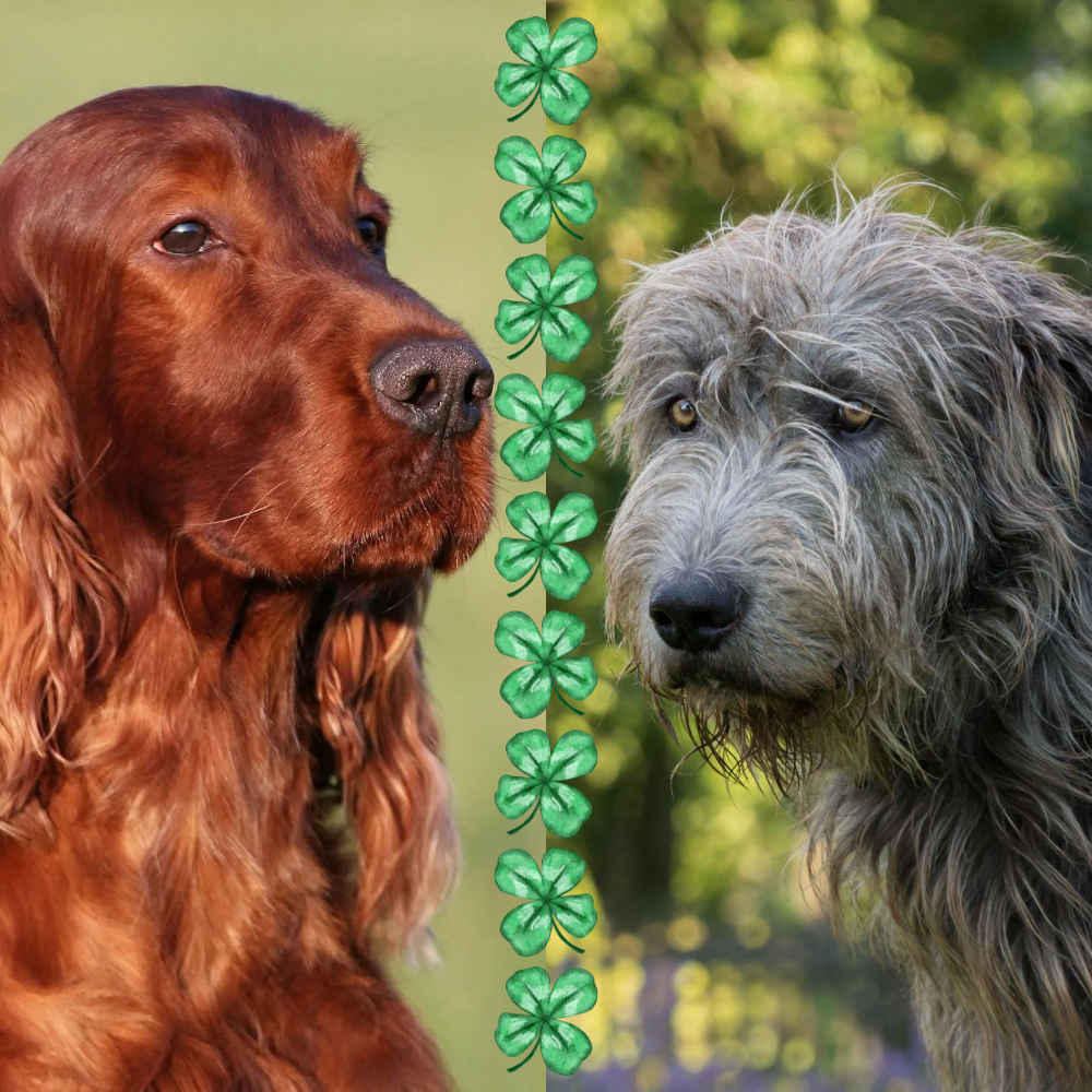 Irish Breeds Meet Up