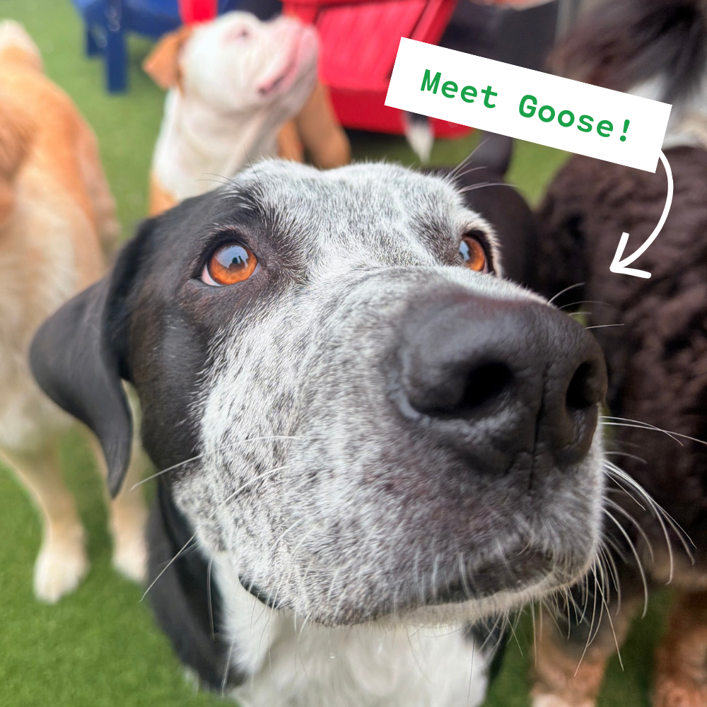 Zoo Crew Meetup (Dogs With Animal Names)