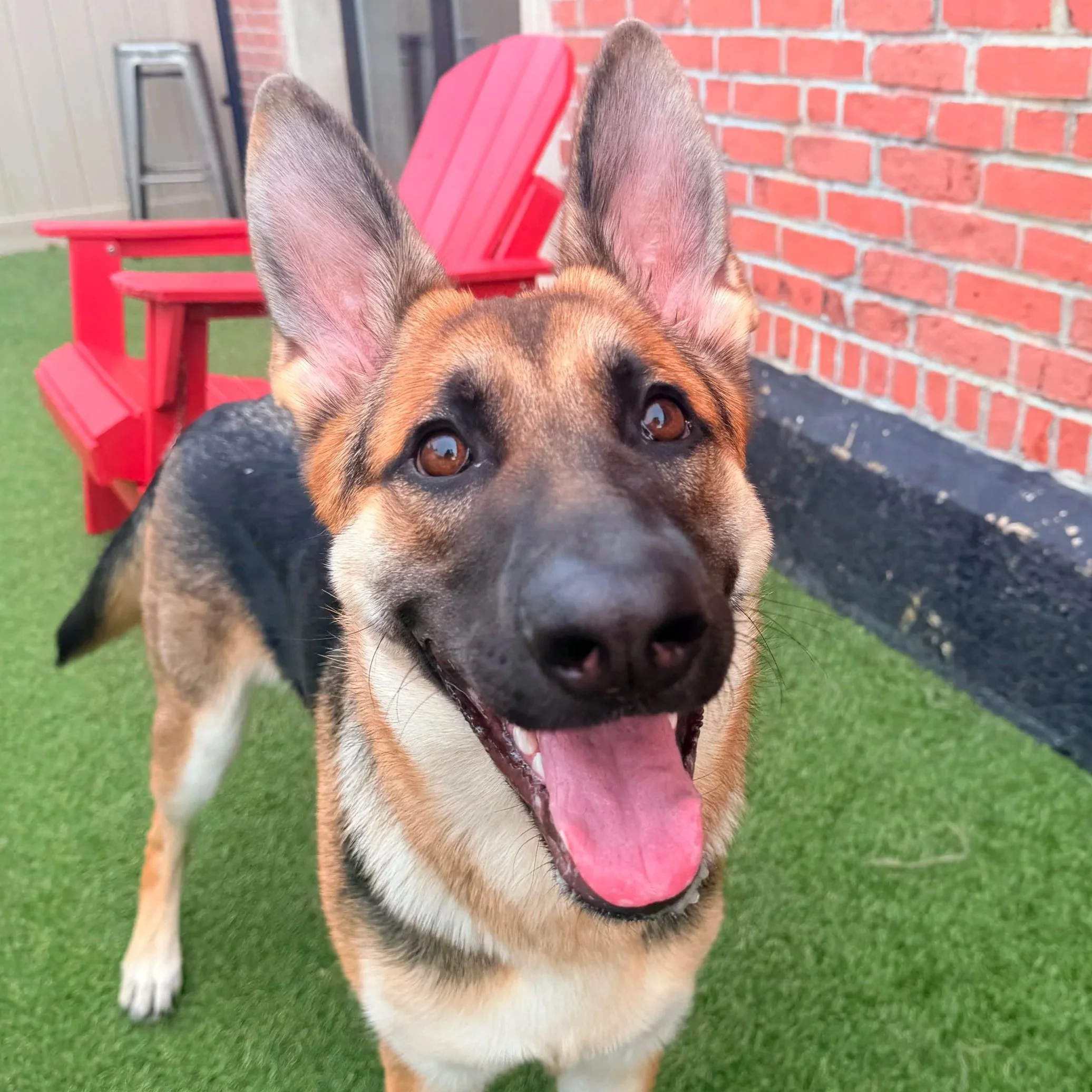 German Shephard Meet Up