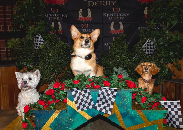 Park-9 Dog Derby Races 2026