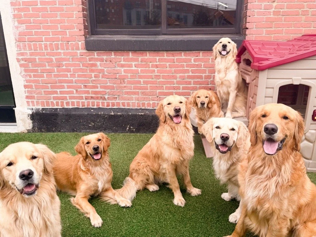 Golden Retriever Meet Up