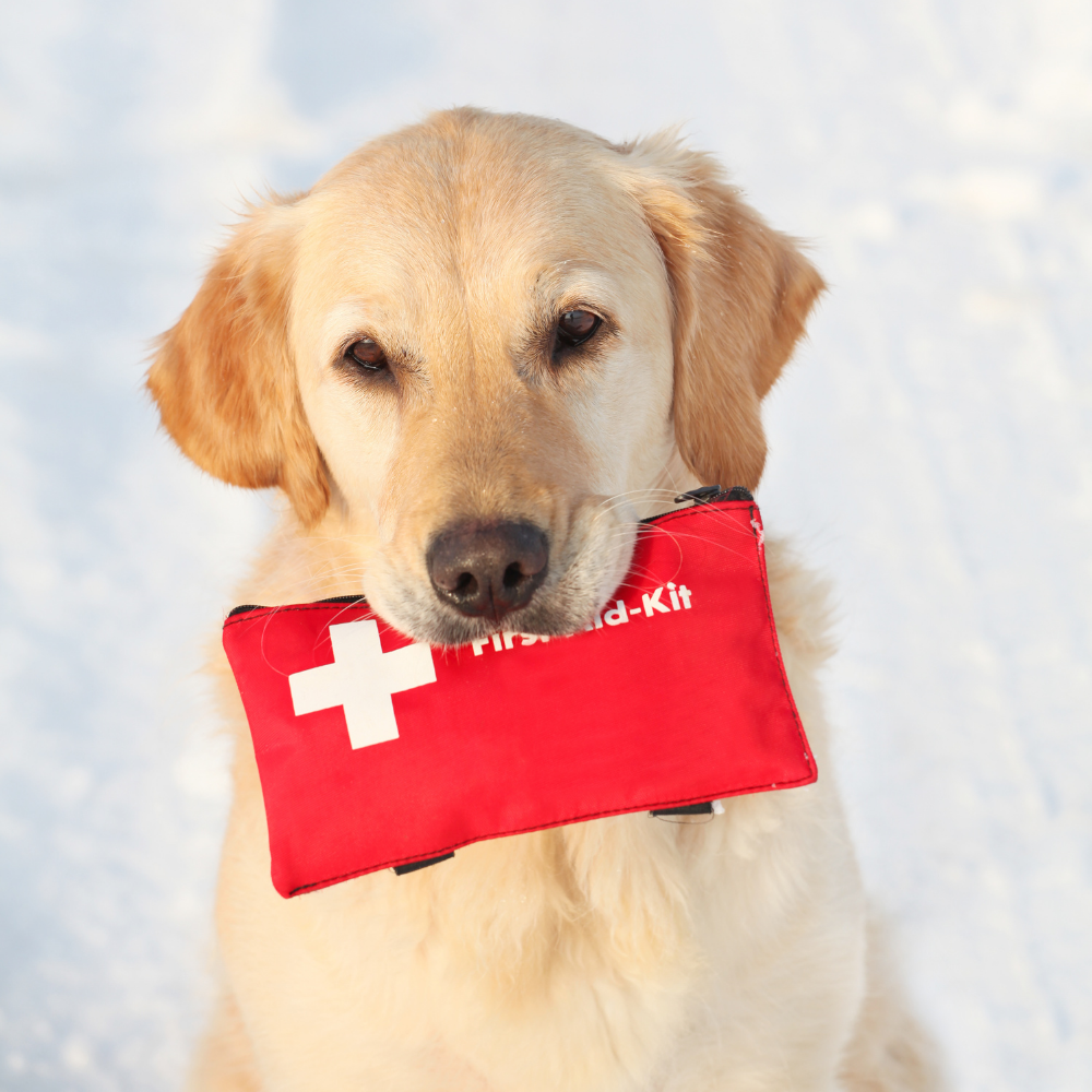 Pet First Aid Class