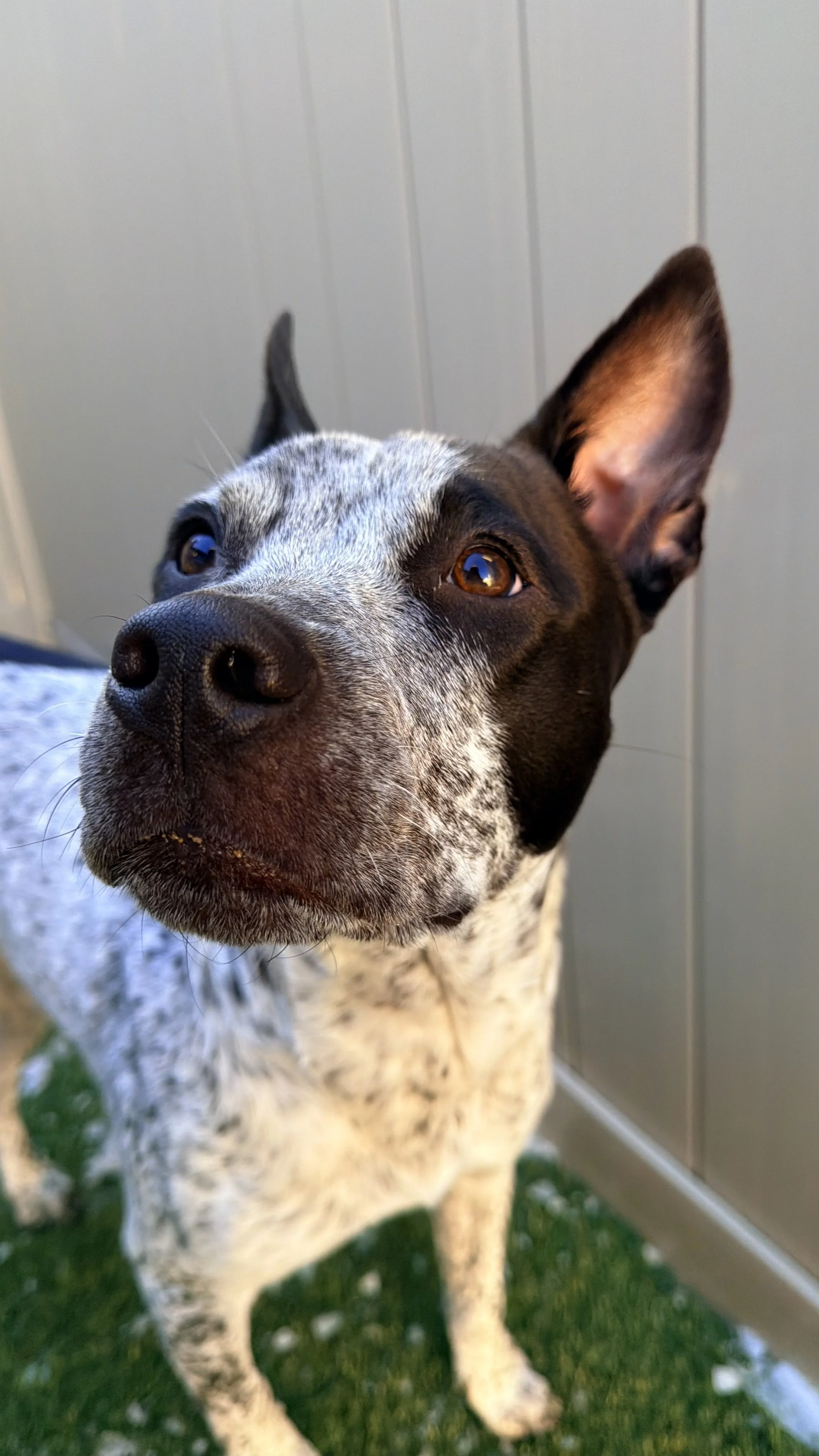 Australian Cattle Dog Meet Up