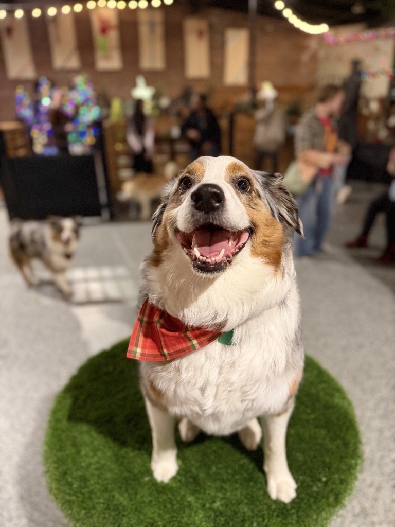 australian shepherd Meet Up 