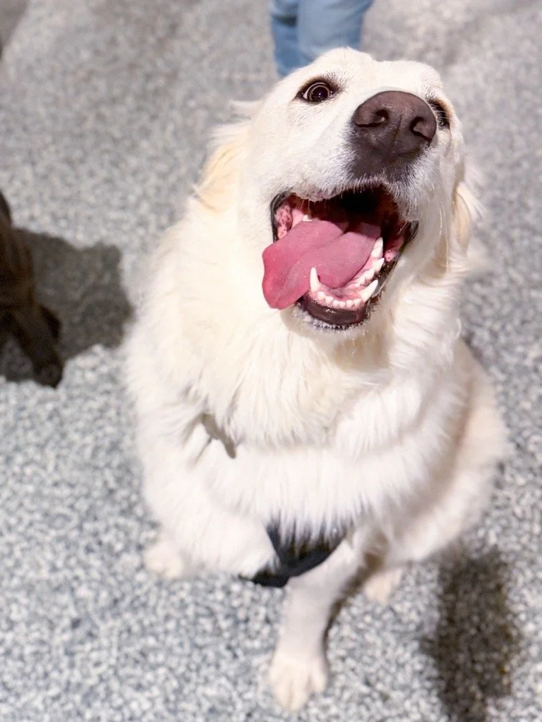 Great Pyrenees Meet Up