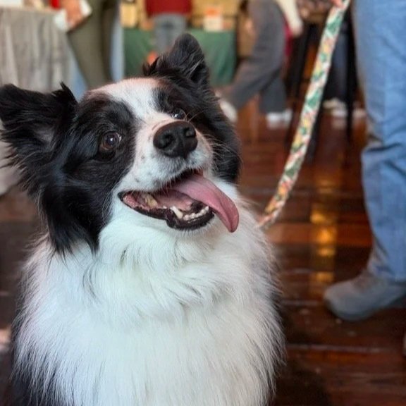 Collie Meet Up