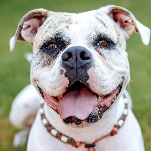 American Bulldog Meet Up