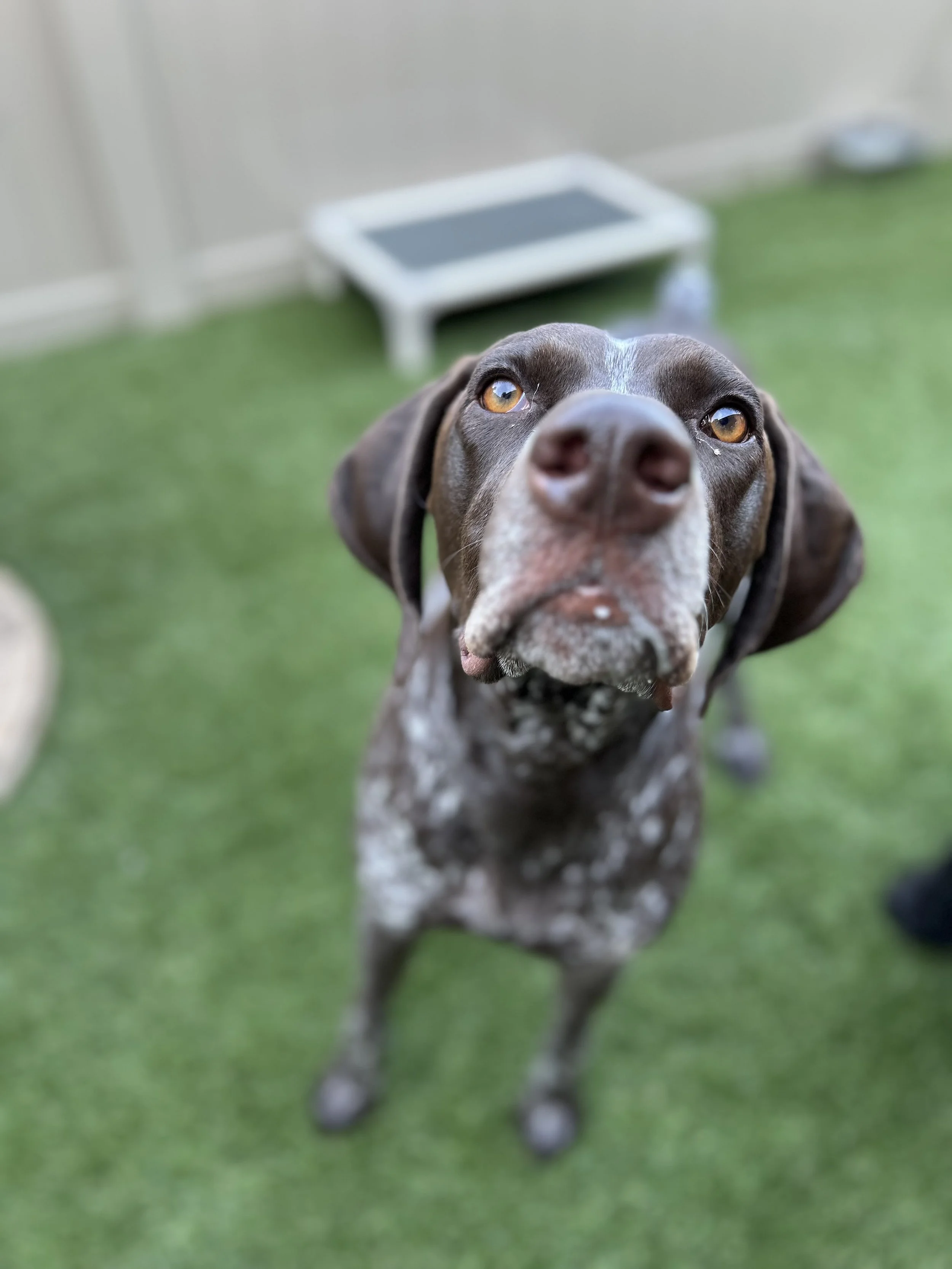 Pointer Meet Up