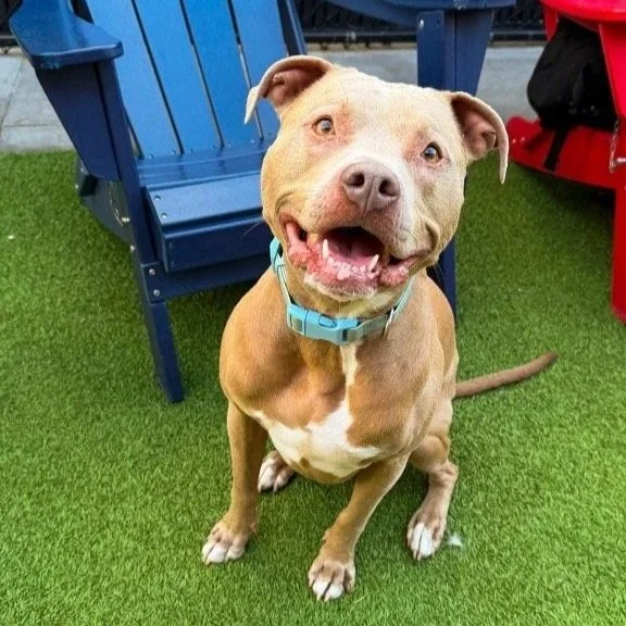Pit Bull Meet Up