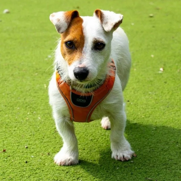 Jack Russell Meet Up