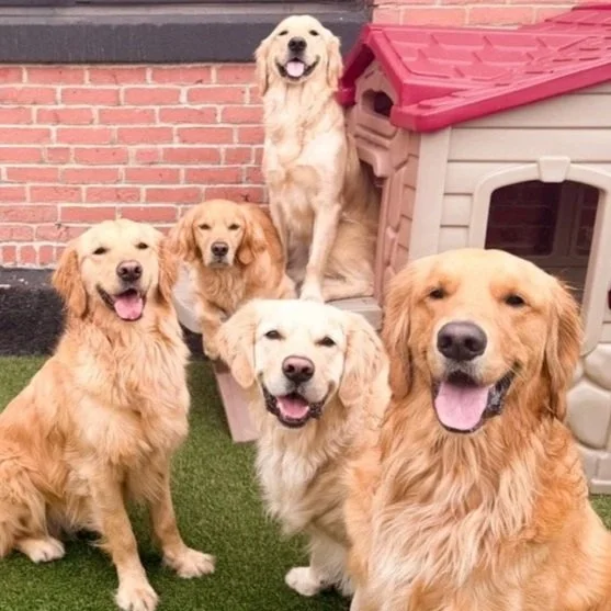 Annunal Golden Retriever Meet Up
