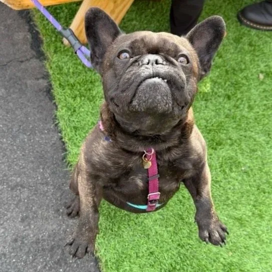 French Bulldog Meet Up