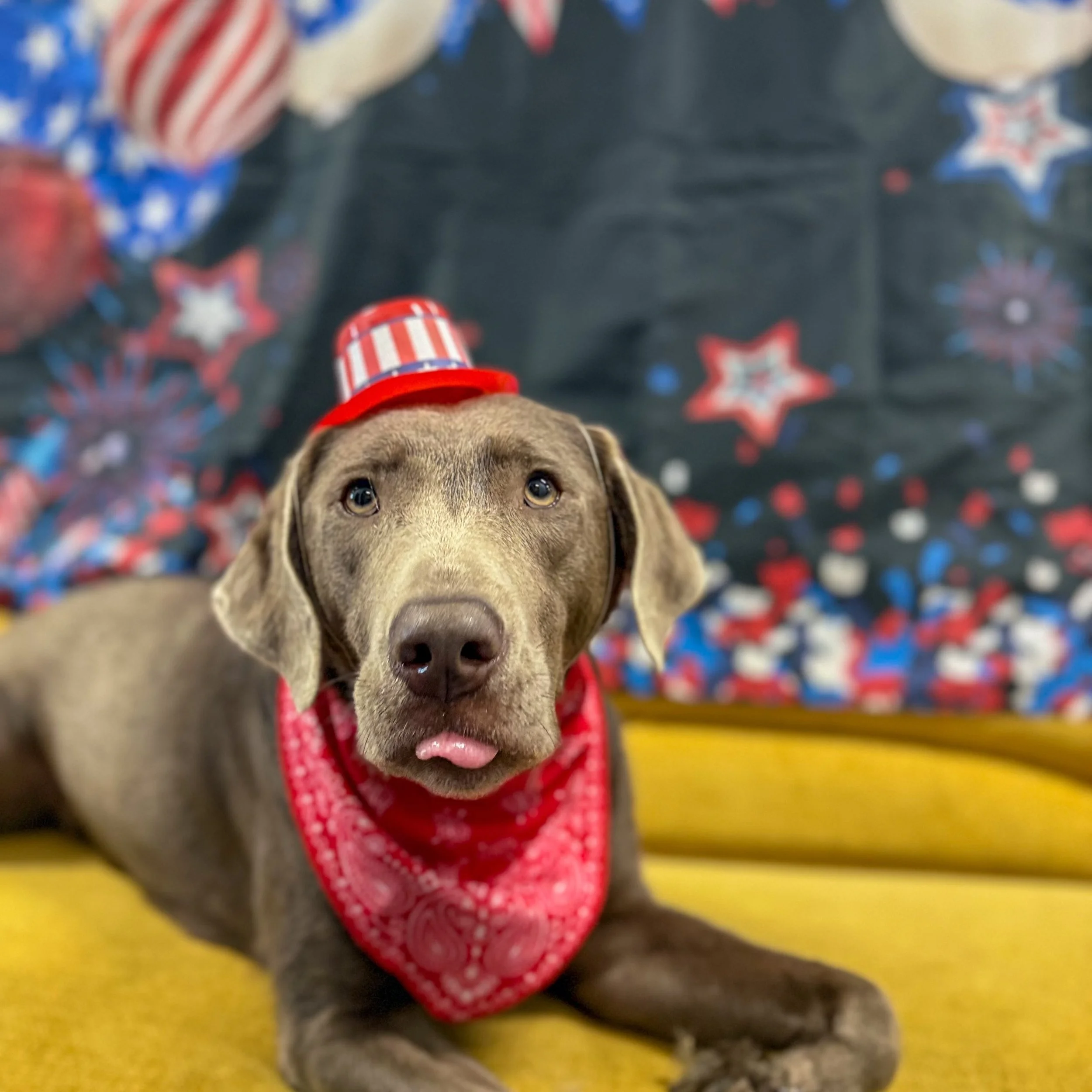 As we head into the holiday weekend, remember that fireworks can be scary for many dogs. Keeping them indoors, providing a cozy safe space, and playing some background music or white noise can help them feel more comfortable. Wishing everyone a safe,