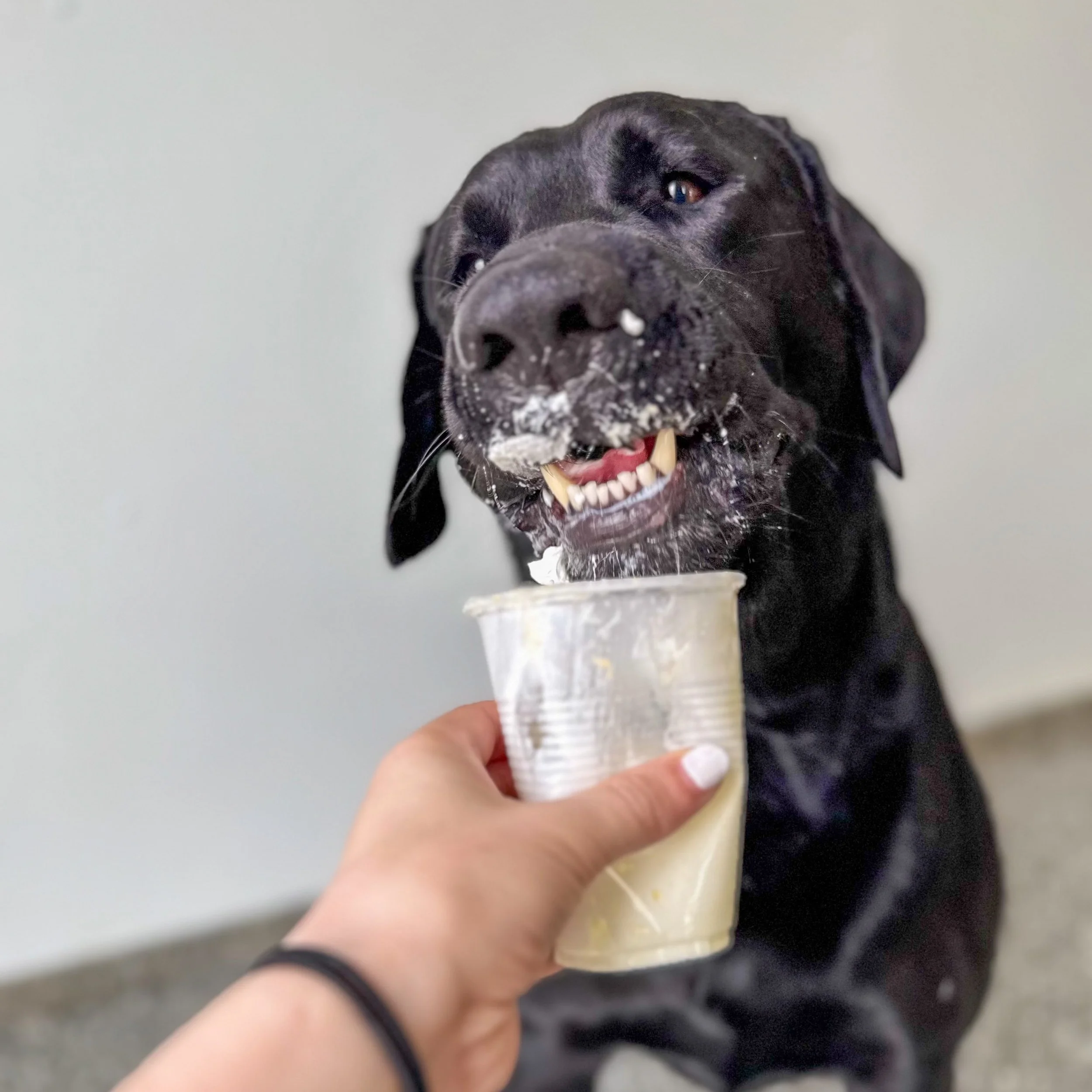 Happy National Spoil Your Dog Day! 

Today, we gave our Park-9 pups a little extra reason to wag their tails with some special pup cups! 🥹🍦

But if we&rsquo;re being honest&hellip; around here, Spoil Your Dog Day is every day. 🐶✨

So today was jus