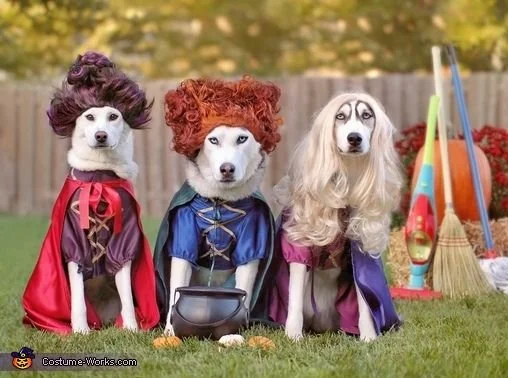 Themed Trivia: Hocus Pocus