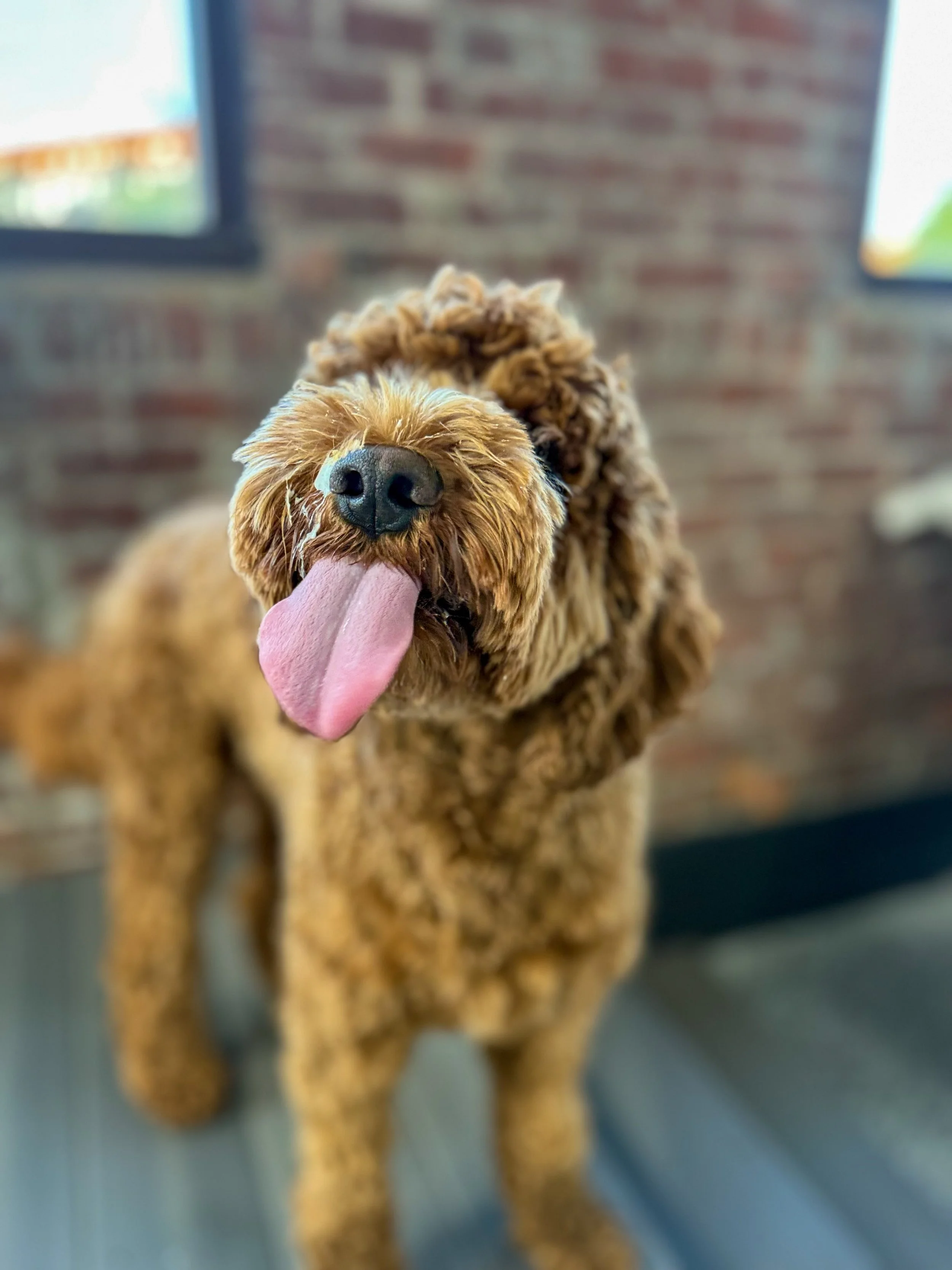 Tongues out, tails wagging, and not a single care in the world 😛🐶💕

Happy #TongueOutTuesday from the Park-9 crew! 👅🐾