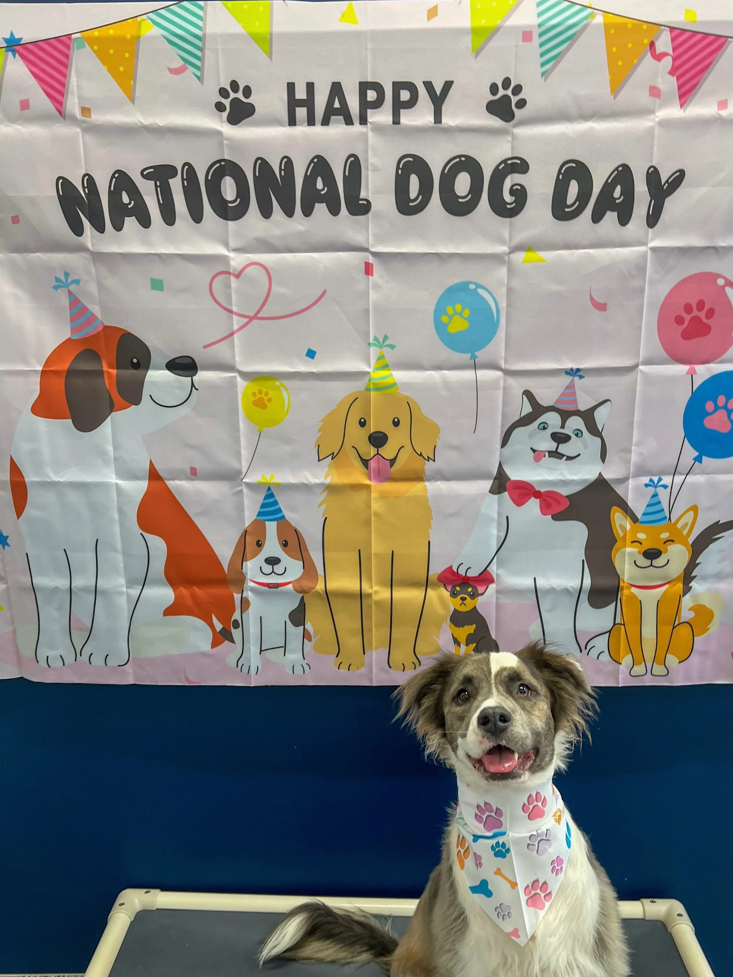Happy National Dog Day! 🐾🤍

Every day, we get to welcome these happy faces through our doors, watch their personalities shine, make them feel loved, and be a little part of their lives. We never take for granted how special it is to be trusted with