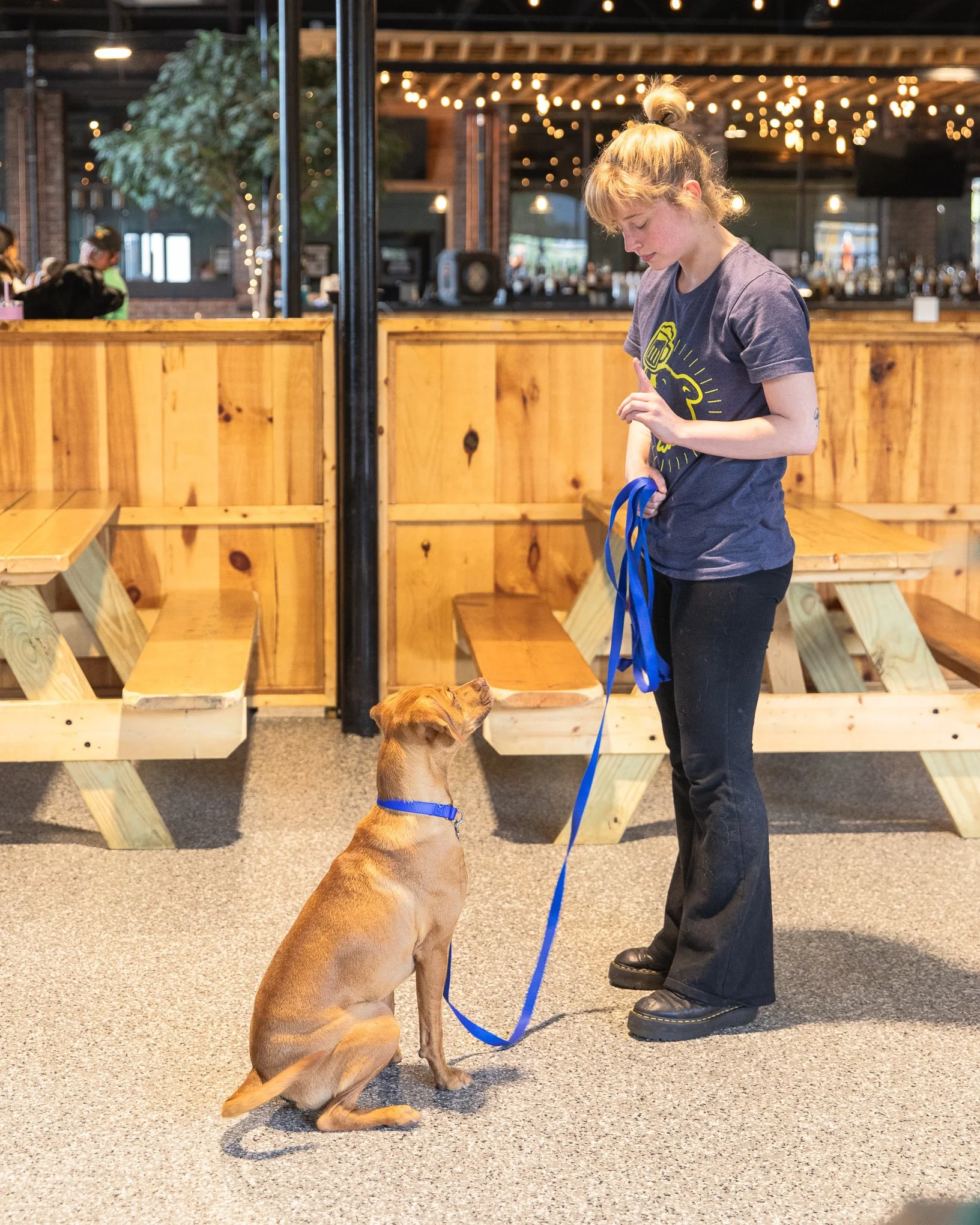 Reactive Rover Dog Training Course