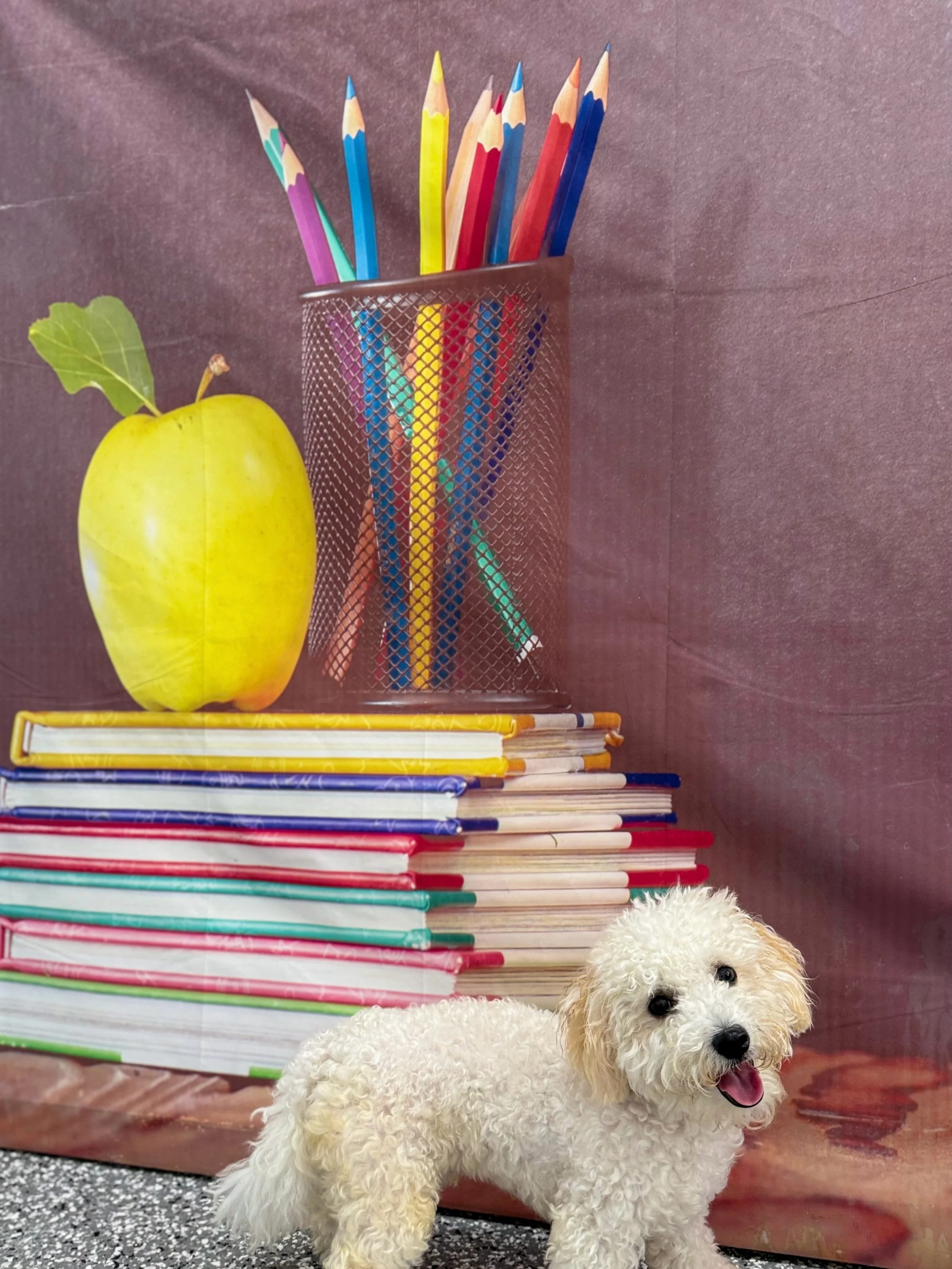 📚🐾 PARK-9 ACADEMY IS BACK IN SESSION!
Where the curriculum includes playtime, friendship, enrichment &amp; mastering the art of the perfect nap 😂

Report cards? We&rsquo;re aiming for all A&rsquo;s in playtime, manners &amp; making friends. 📝🐾

