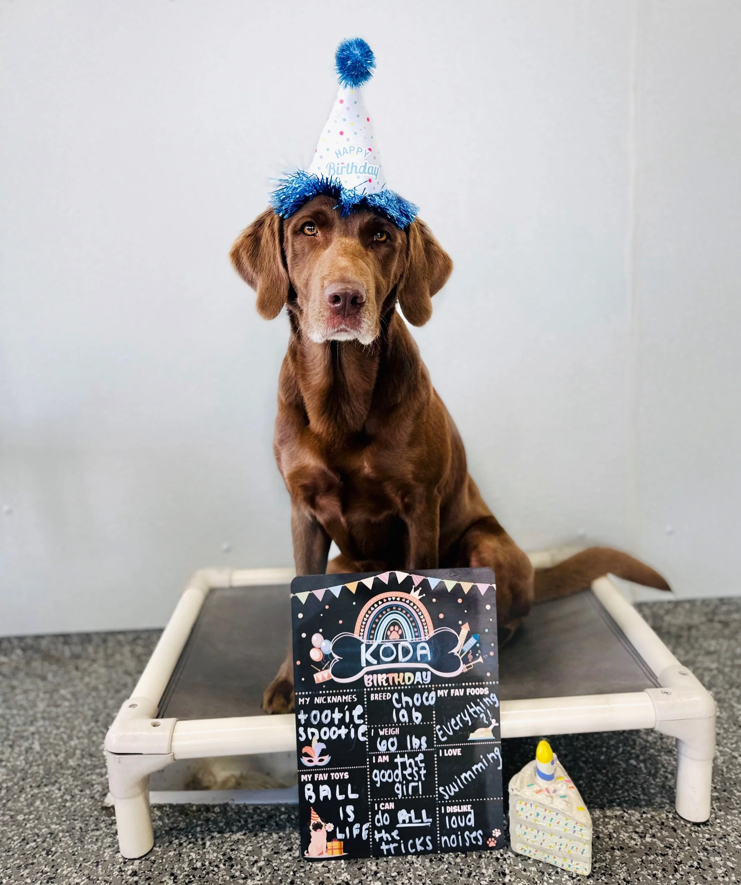 Another year older, another excuse to spoil them rotten! 🥳🐾

Our sweet Koda had a very special birthday celebration at Park-9! 💕🐶 And since Koda is one of our staff dogs AND her mom, Gigi, is our Events Manager&hellip; we figured it was finally o