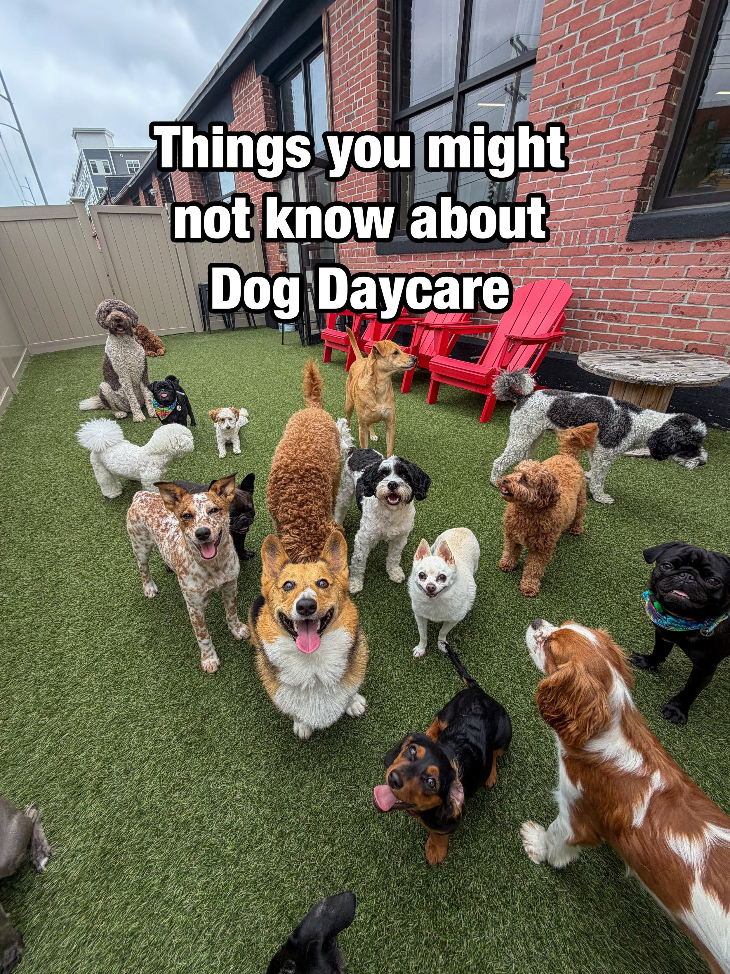 &ldquo;Every dog should love daycare.&rdquo;
🐾 the most important one ❤️
Some dogs thrive in group daycare. Some prefer smaller groups, one-on-one attention, or staying home. Daycare isn&rsquo;t for every dog&mdash;and that&rsquo;s okay! 

#dogdayca