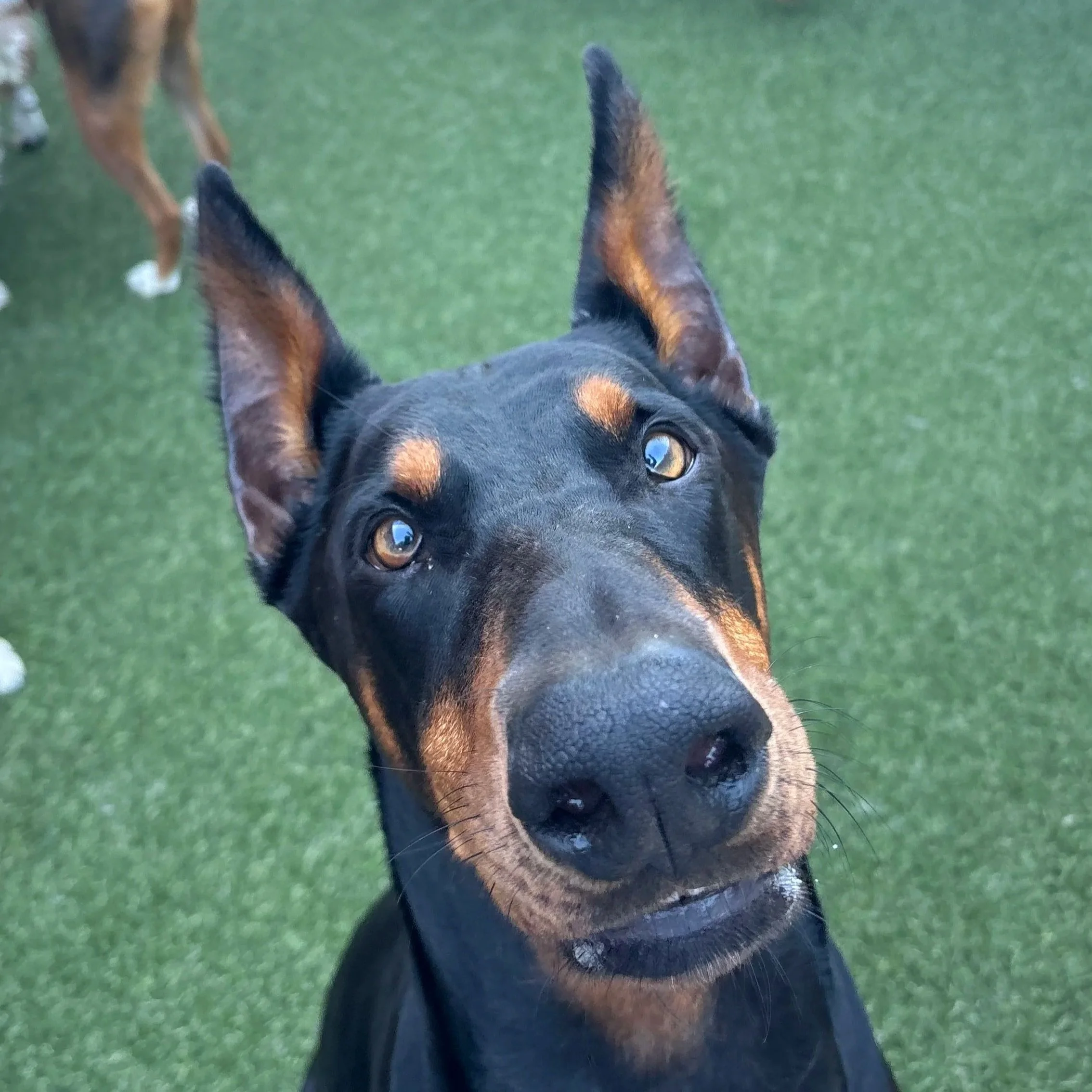 Annual Doberman Meet Up