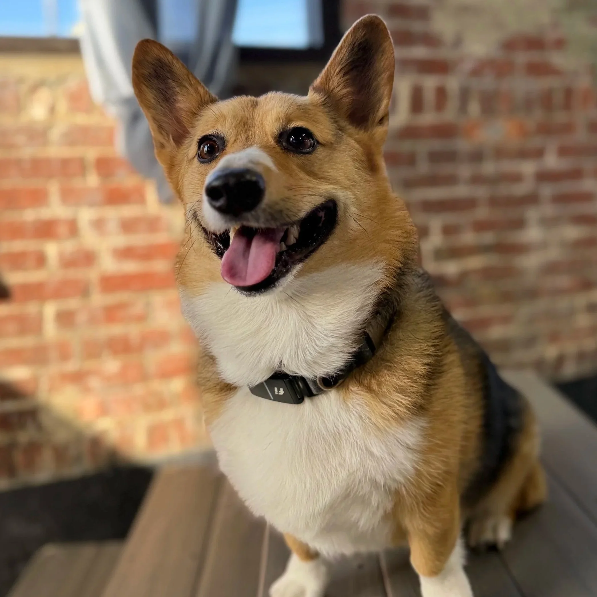 Annual Corgi Halloween Meet Up