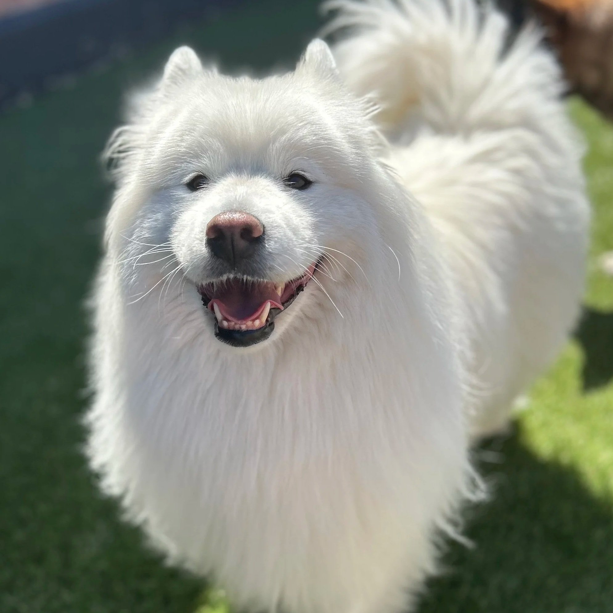 Annual Samoyed Meet Up