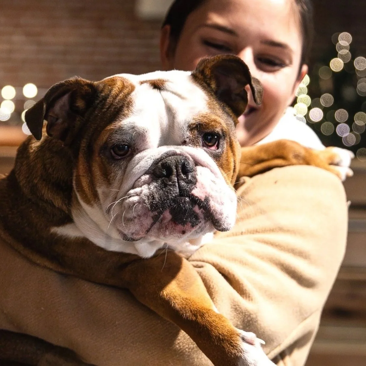 Annual English Bulldog Meet Up