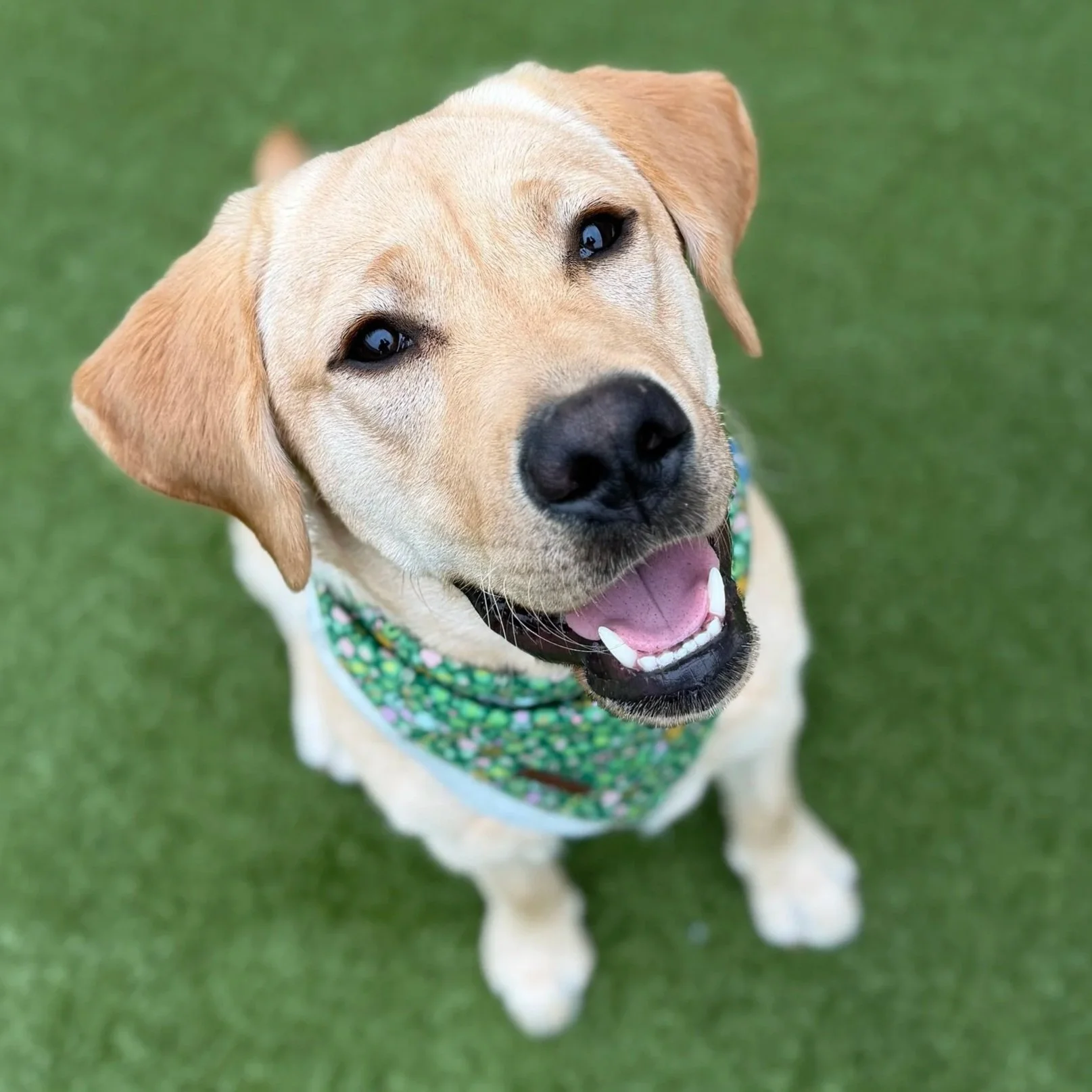Labrador Retriever Meet Up