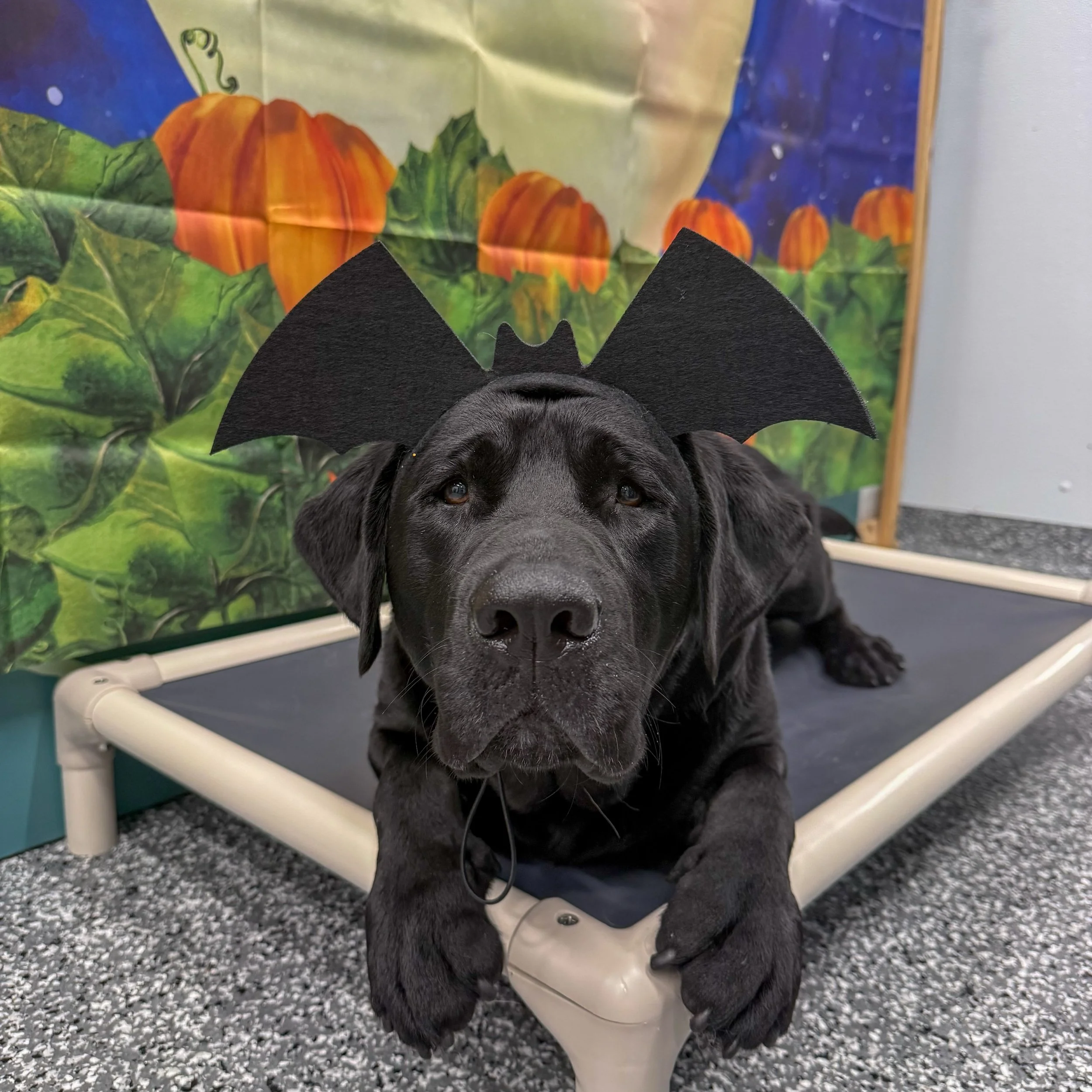 October has entered the chat. 👻

A little Halloween photo dump featuring some of our daycare dogs - we are SO ready for all things spooky, silly &amp; sweet this month!🧡

#howloween #dogdressup #spookycute #october2026 #dogdaycarefun