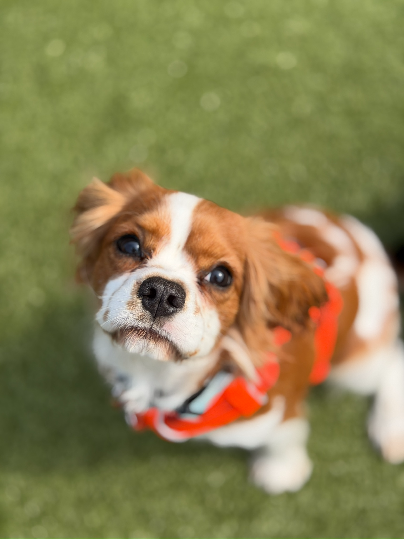Cavalier King Charles Meet Up