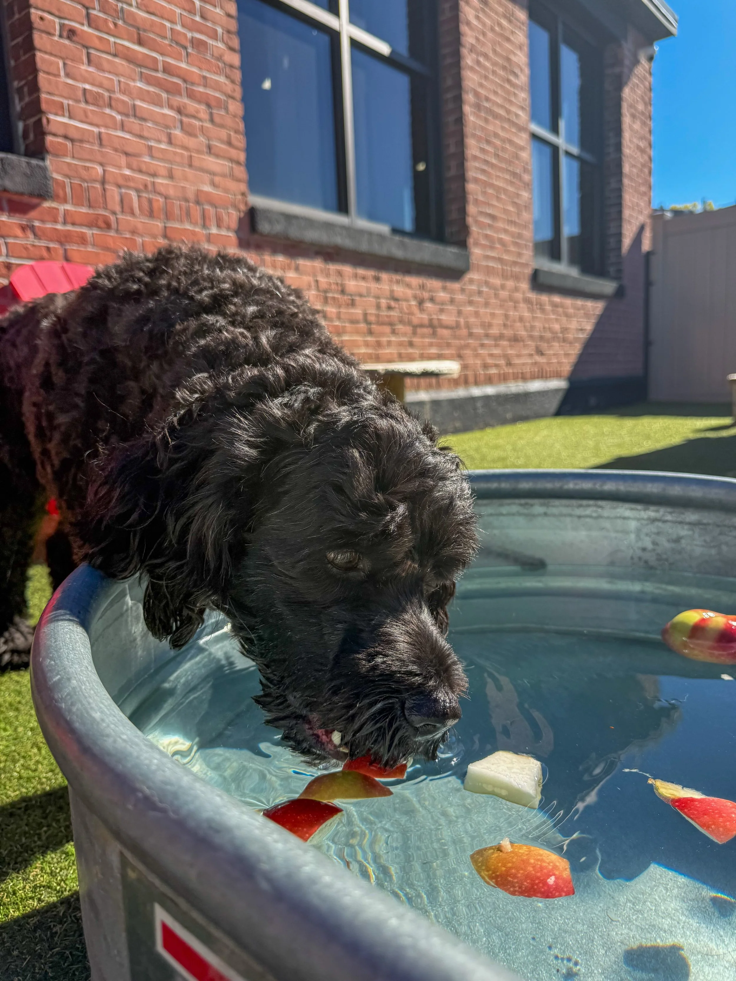We&rsquo;re always looking for fun ways to keep our pups engaged! 🐶🍎 Today, they enjoyed bobbing for apples, a festive fall activity that encouraged curiosity and exploration 🐾😊

#enrichmentfordogs #bobbingforapples #applebobbing #fallfestivities