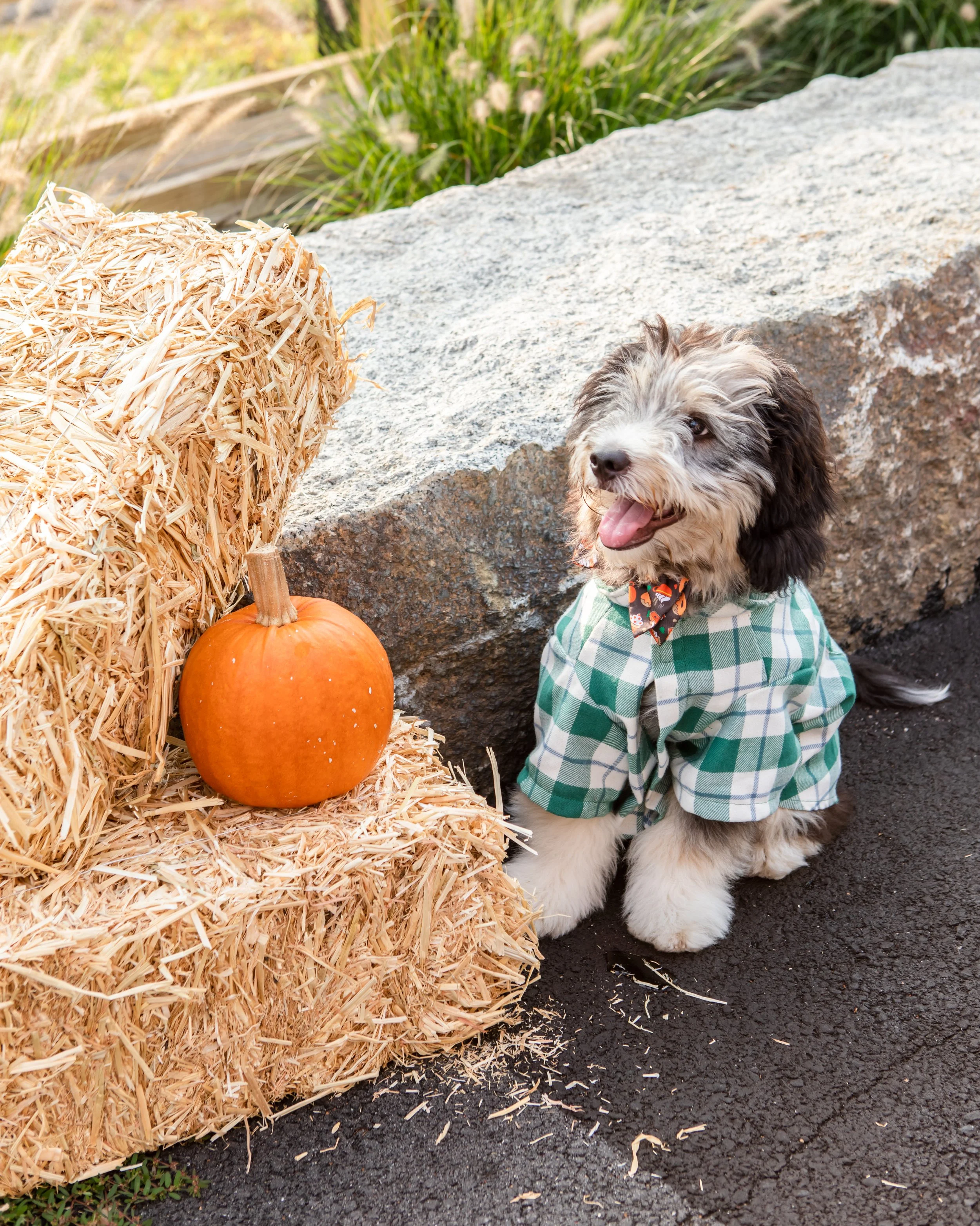 Park-9 Annual Barktoberfest